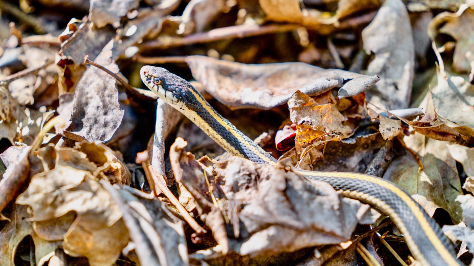このヘビが感染しているカリフォルニア湖を訪れることをよく考えてください