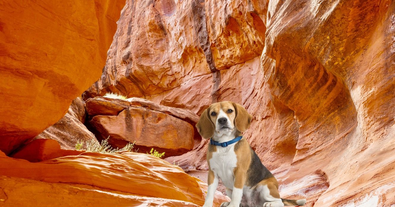 ユタ州の10の最高評価の犬にやさしいハイキングコース