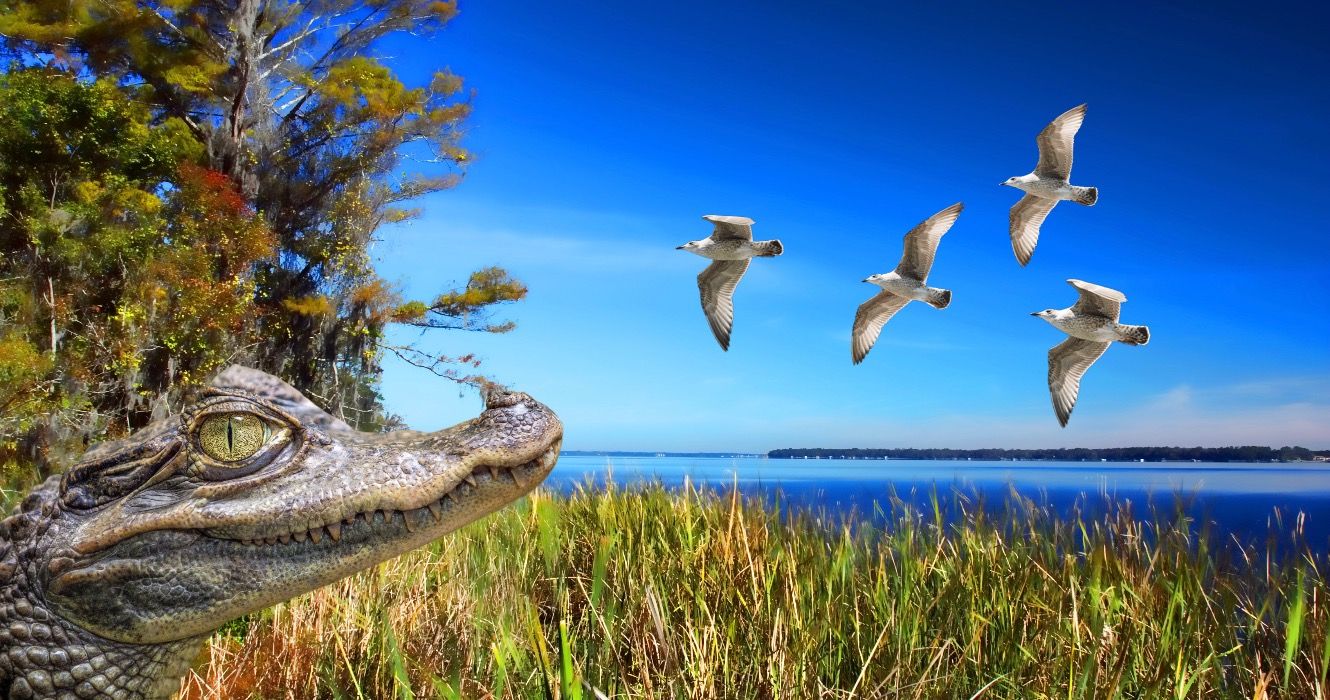 このフロリダトレイルは、最小限のハイキングで景色を眺めることができます