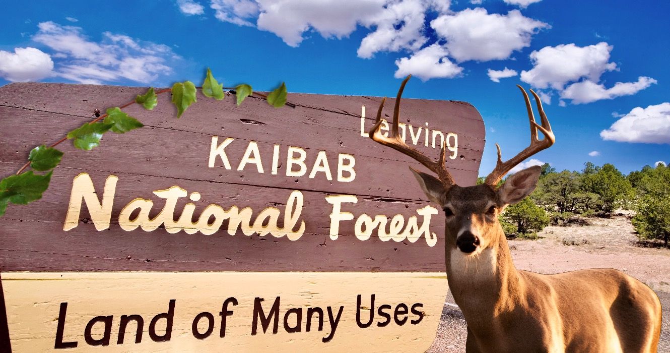 この風光明媚なドライブは、グランドキャニオンの北の縁を2時間で見せます