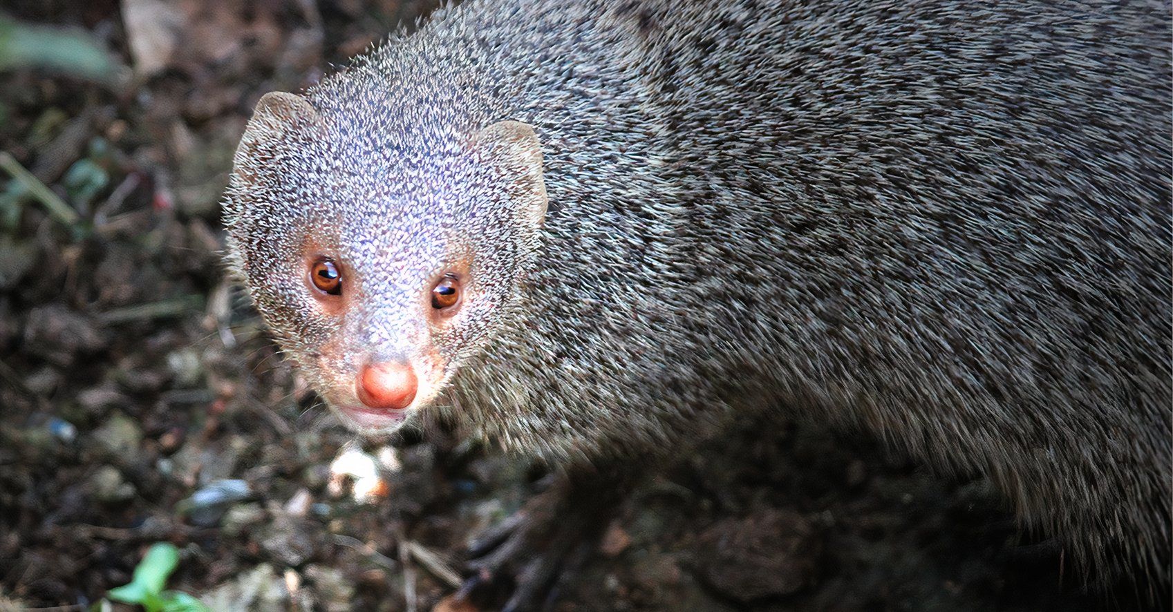 この「トーキング」動物はヨーロッパで最も野生の野生生物の物語の1つでしたが、公式にデマであることが証明されたことはありません