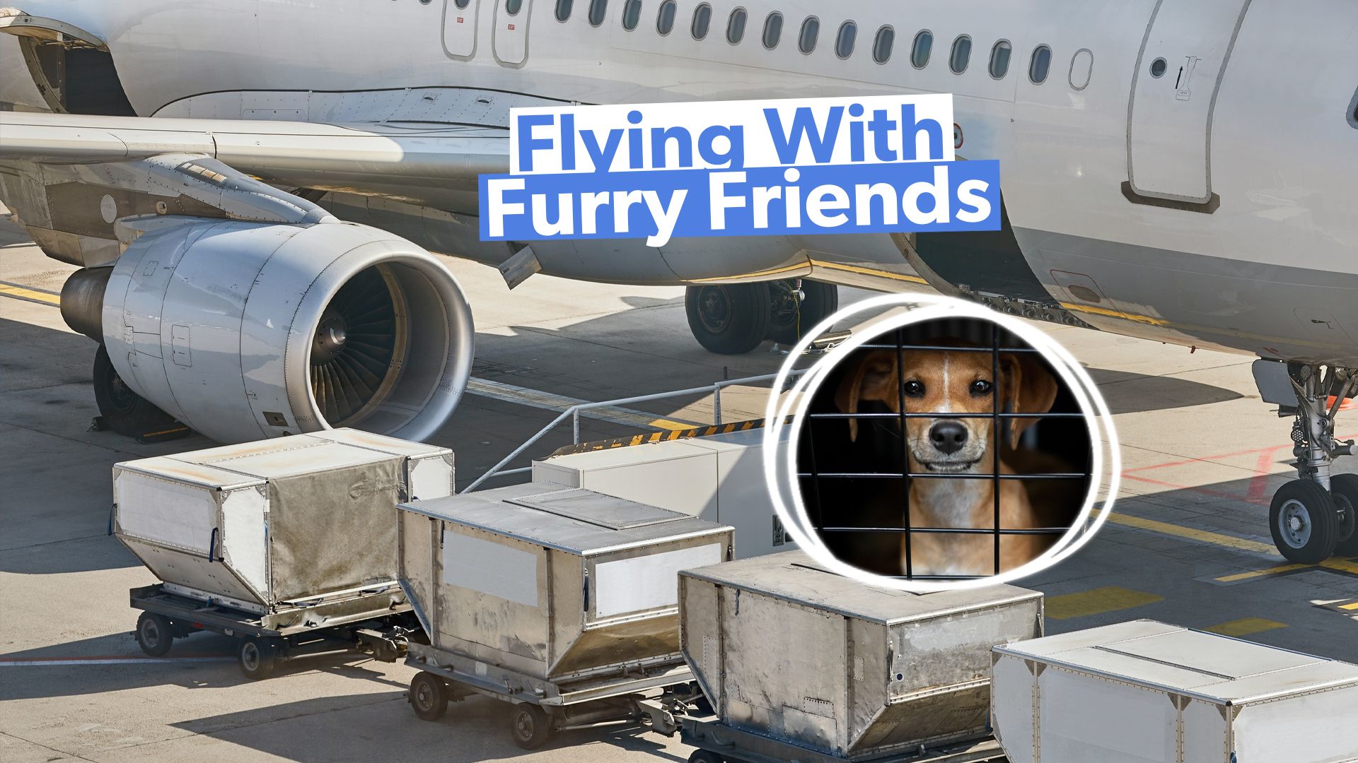 貨物のペット旅行は本当に安全ですか？