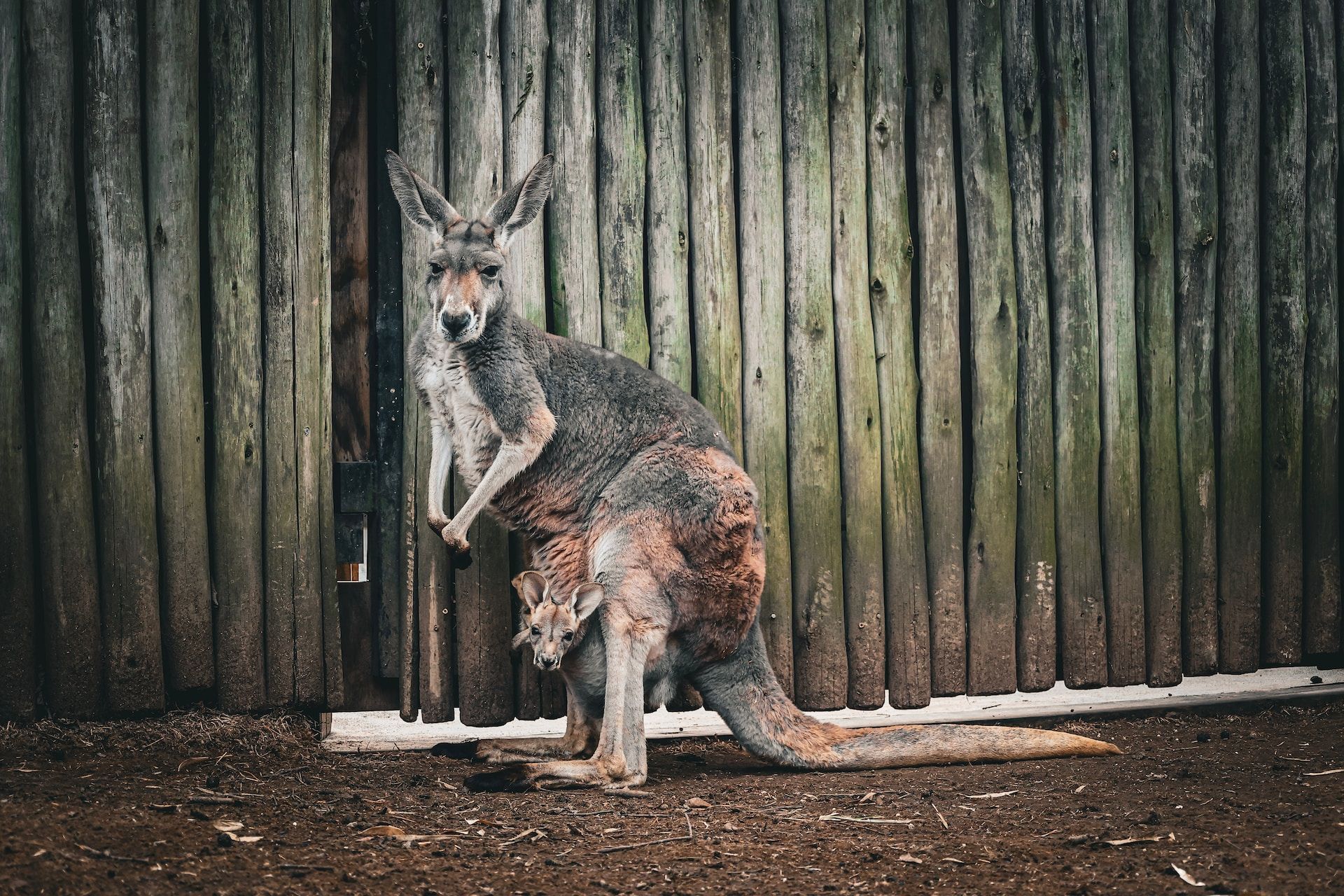 音楽を伴わないナッシュビルでやるべきこと
