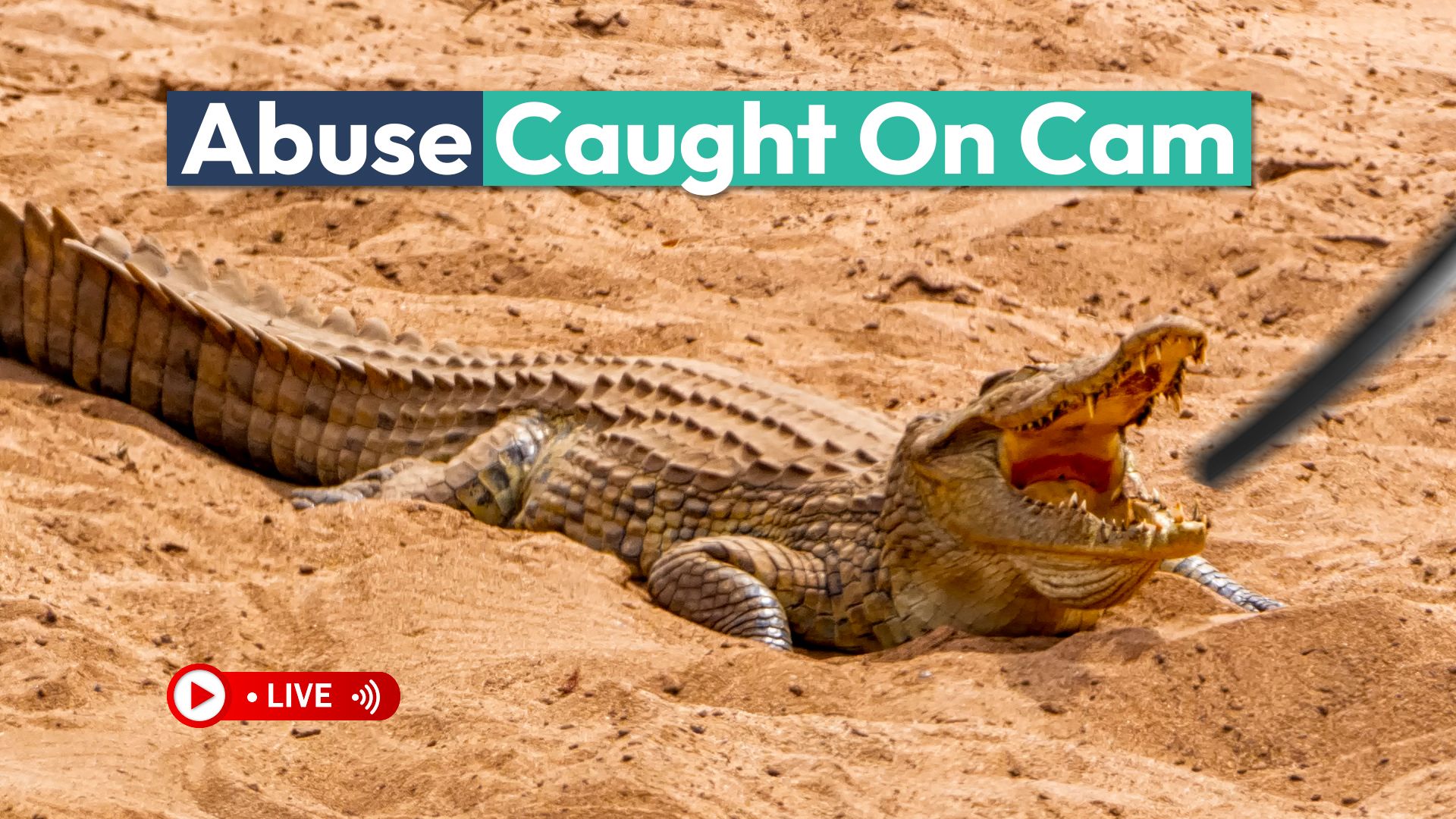 バイラルビデオがカメラで捕まえられた動物虐待を暴露した後に逮捕された「クロコディルのキング」