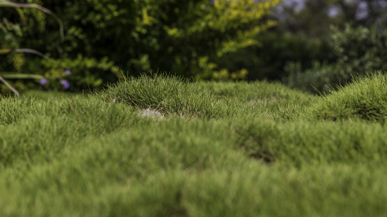 芝生をすばやく簡単に平準化するのに役立つ必須のツール