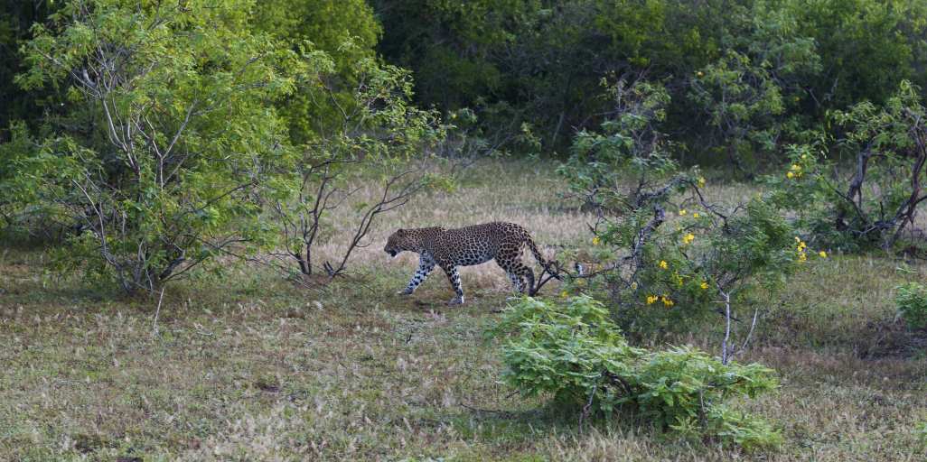 スリランカ：探索する5つの並外れた国立公園