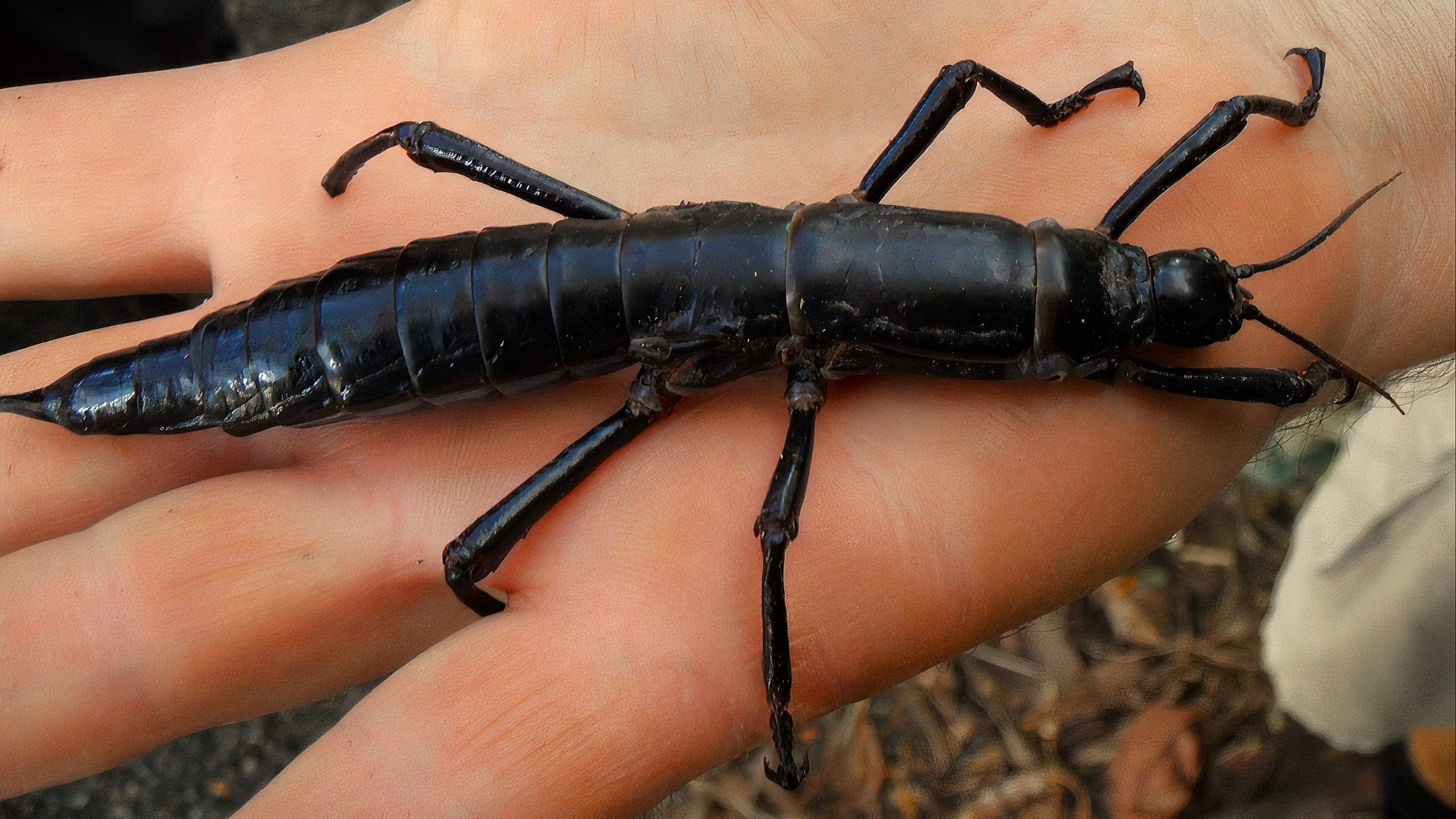難破船がその存在を脅した後、世界で最も希少な昆虫が戻ってきました