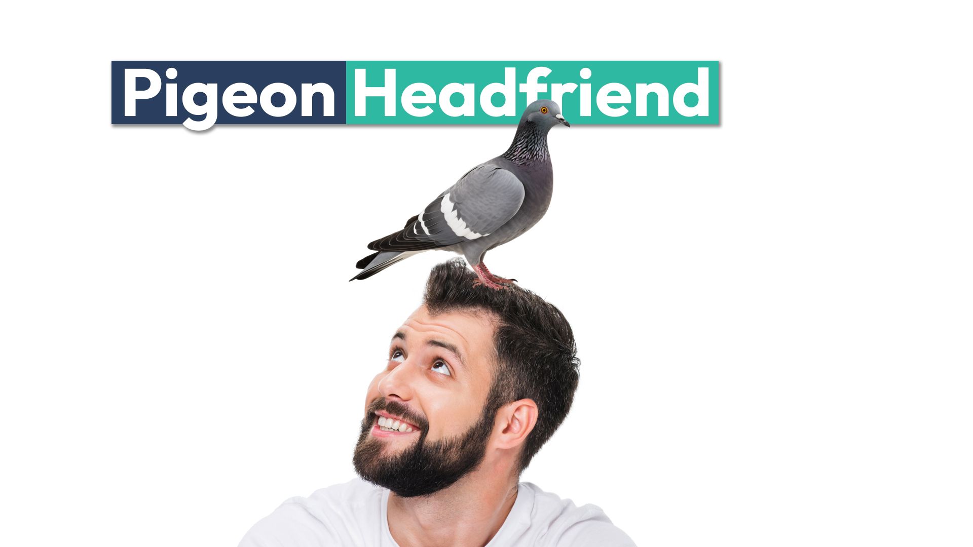 男は頭に住んでいる鳩を受け入れることを学んだ