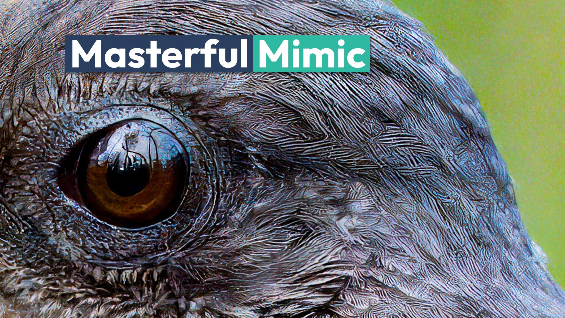 自然の最も見事な模倣の1つは、あまり知られていない生き物です