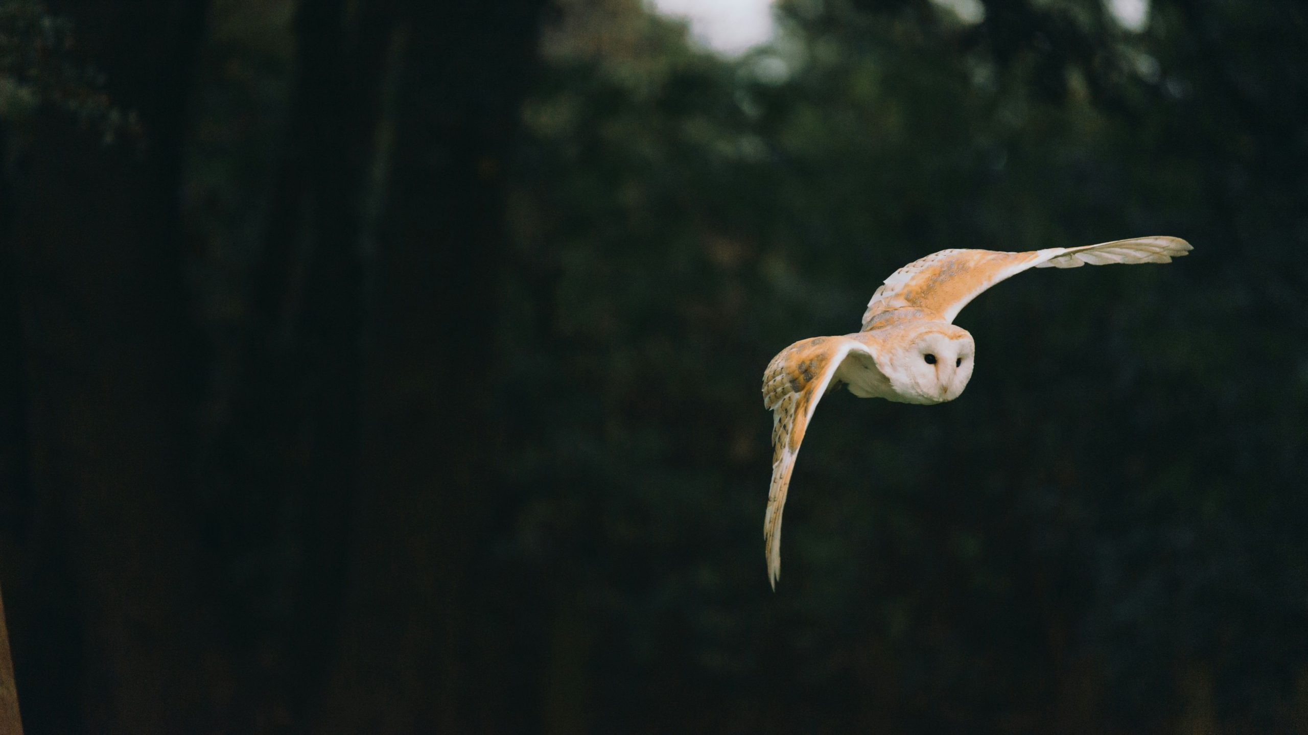 素晴らしいフクロウのお祝いは、陽気なタイプミストレンドとして飛行機に乗っています