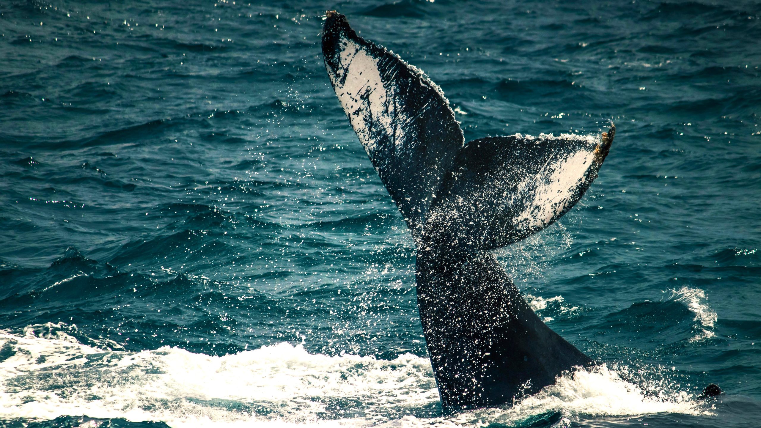 まだ海をうろついている8つの大規模な海洋哺乳類