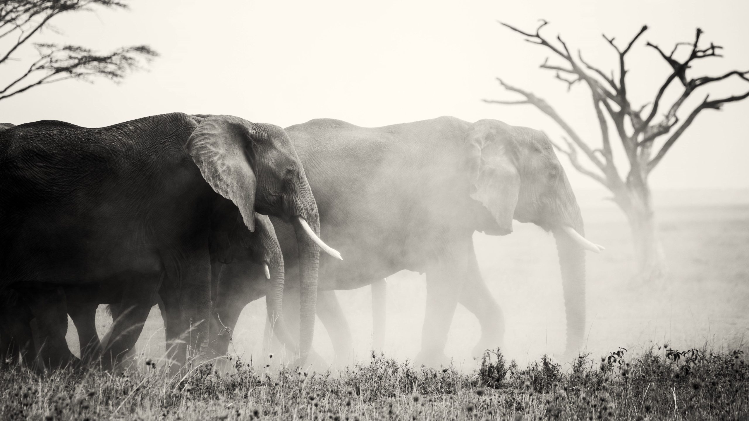 なぜ20種以上が毎日絶滅しているのか