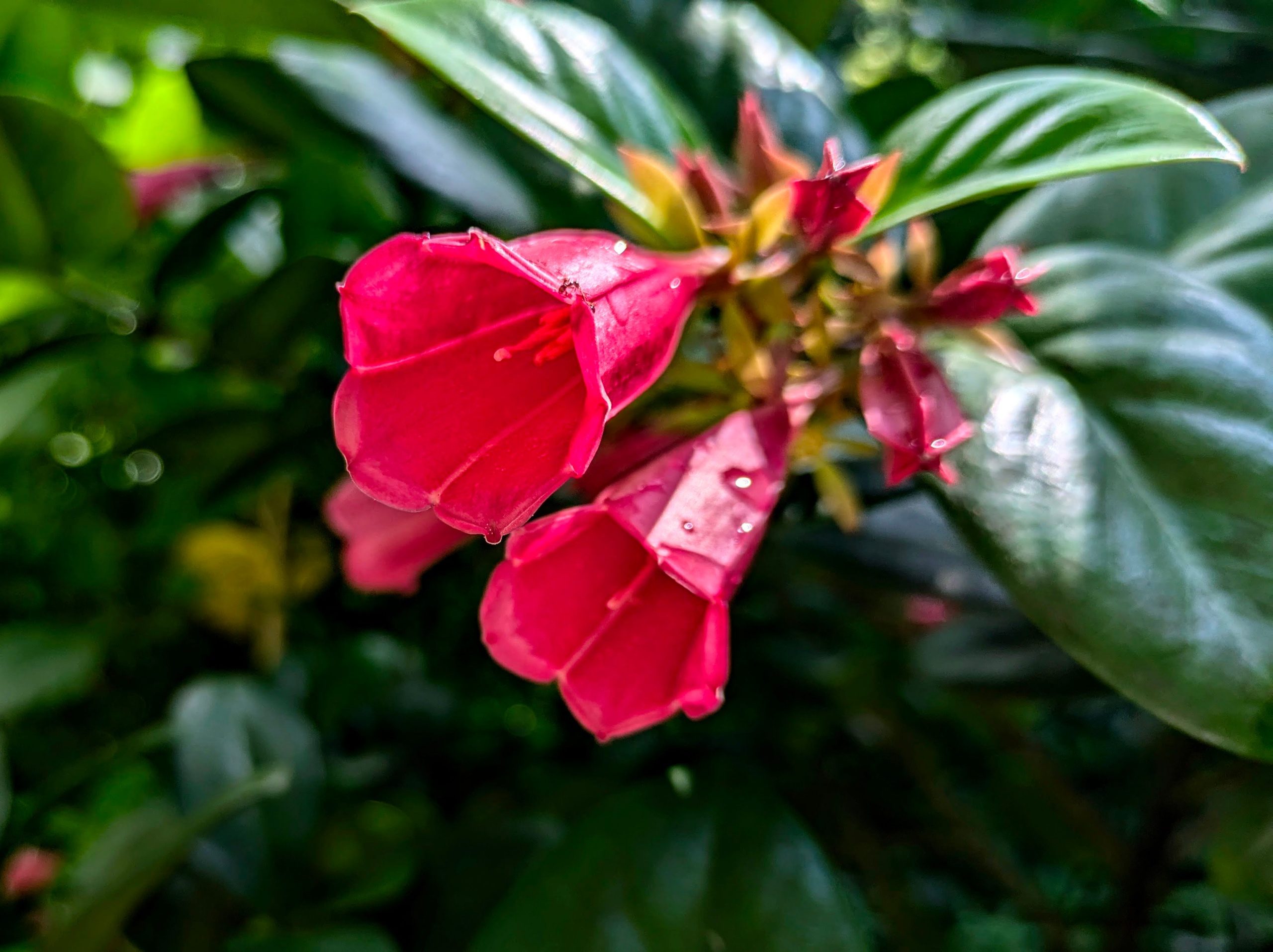 休暇中に雑草を引く：ハワイのマインドフルツーリズム