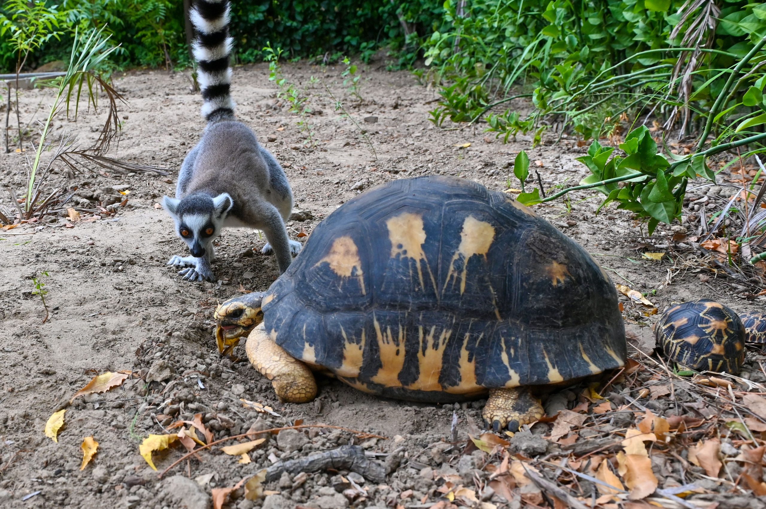 タイはマダガスカルの自宅に1,000人近くの絶滅危ed種のキツネザルとカメを家に送還します
