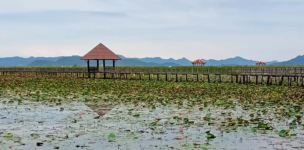Covid-19の間にタイの王室の沿岸ルートの探索