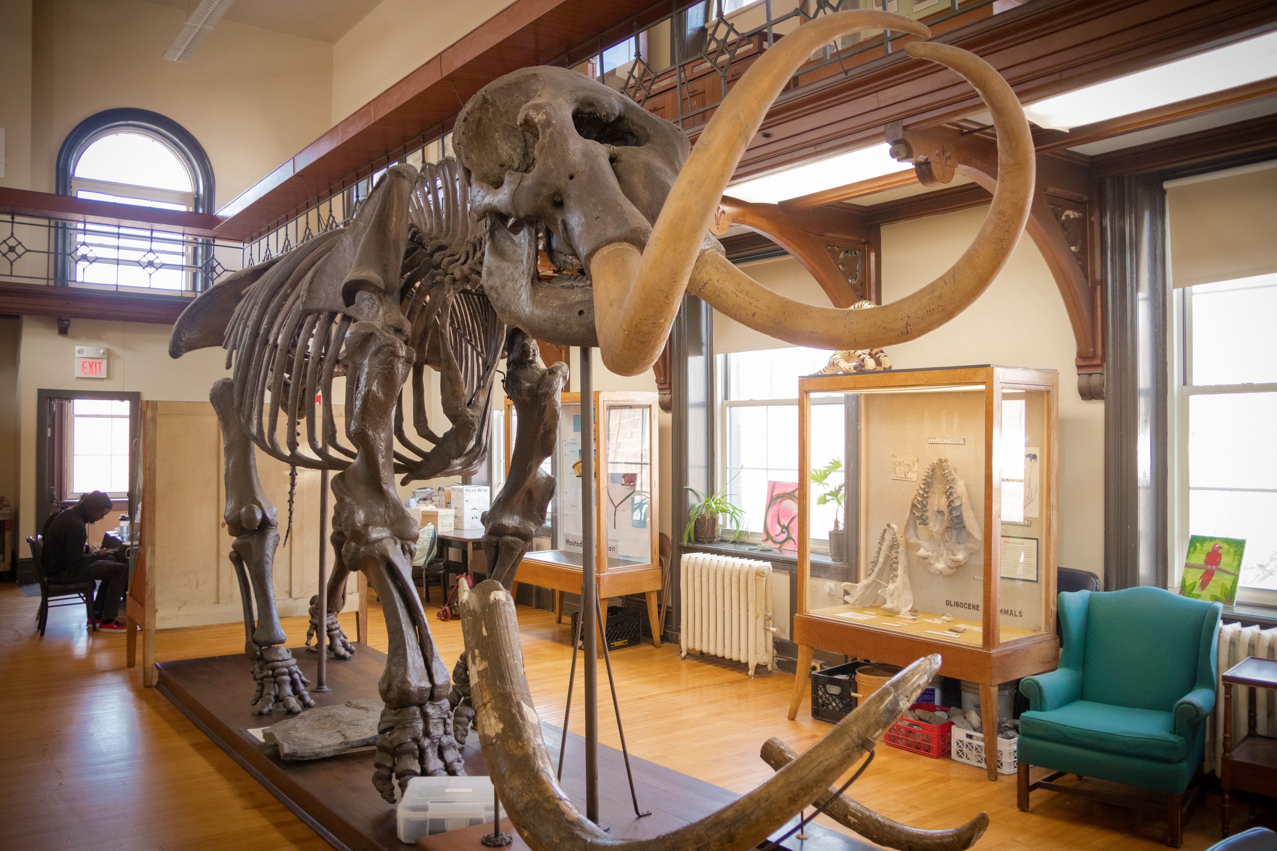 ニューヨーカーの緑の親指は、居住者の裏庭で先史時代のマストドン顎の信じられないほどの発見を生み出します