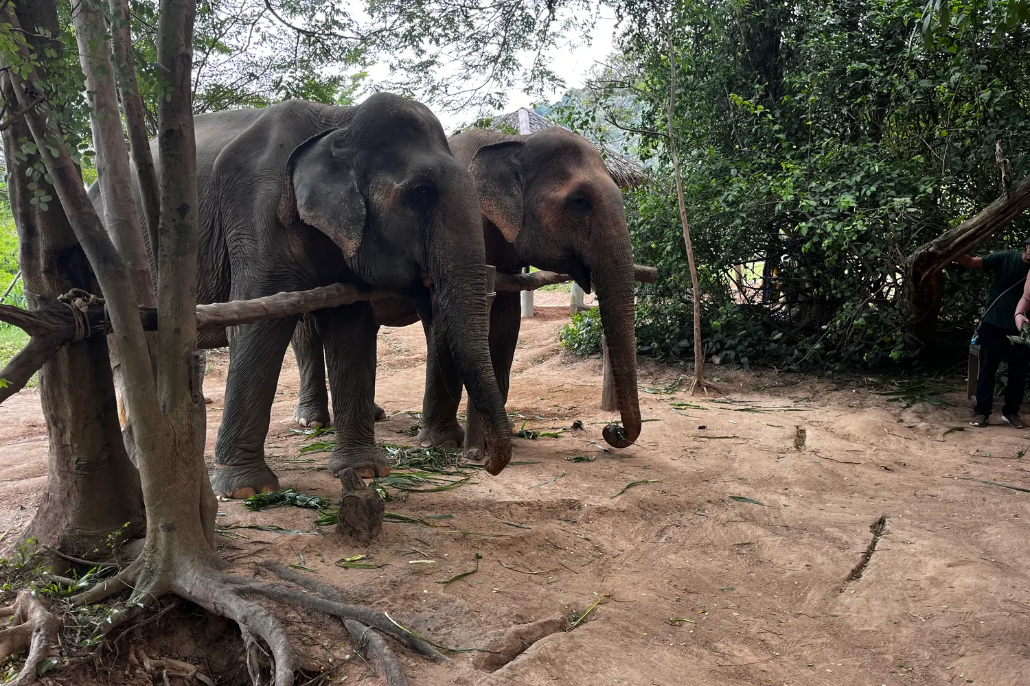 サムイエレファントサンクチュアリ：それだけの価値はありますか？私たちの正直なレビュー