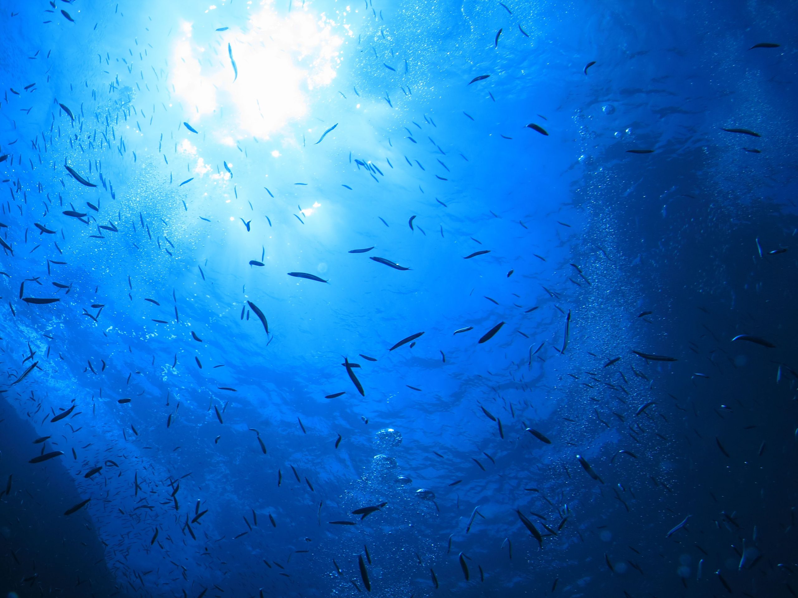 科学者は、過去85年間絶滅していると考えられていた「世界の希少」で長期にわたる魚種の帰還に衝撃を与え、高揚しました