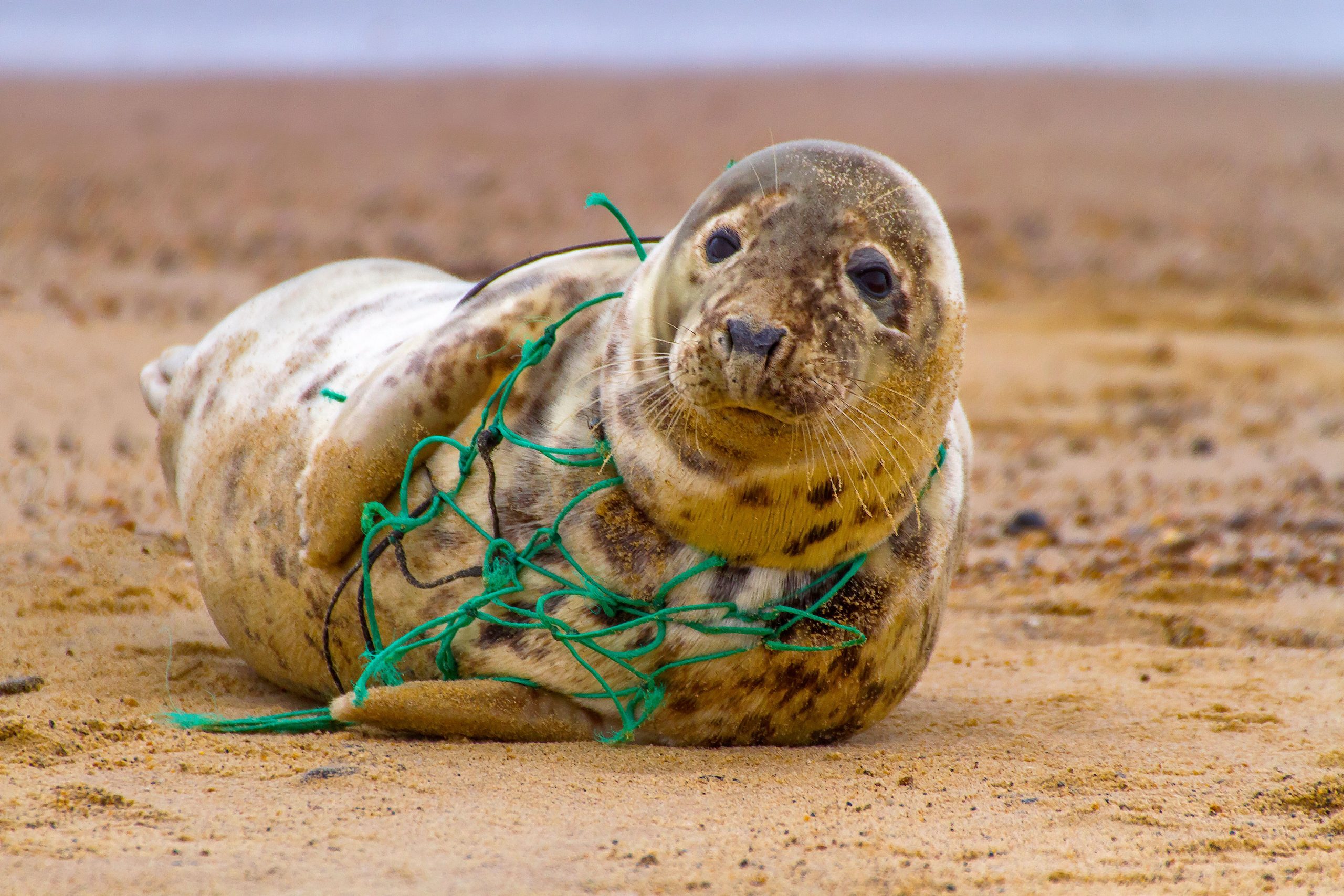 チームが水に苦しんでいる動物を見つけたときに、緊急野生生物の救助任務が発生しました
