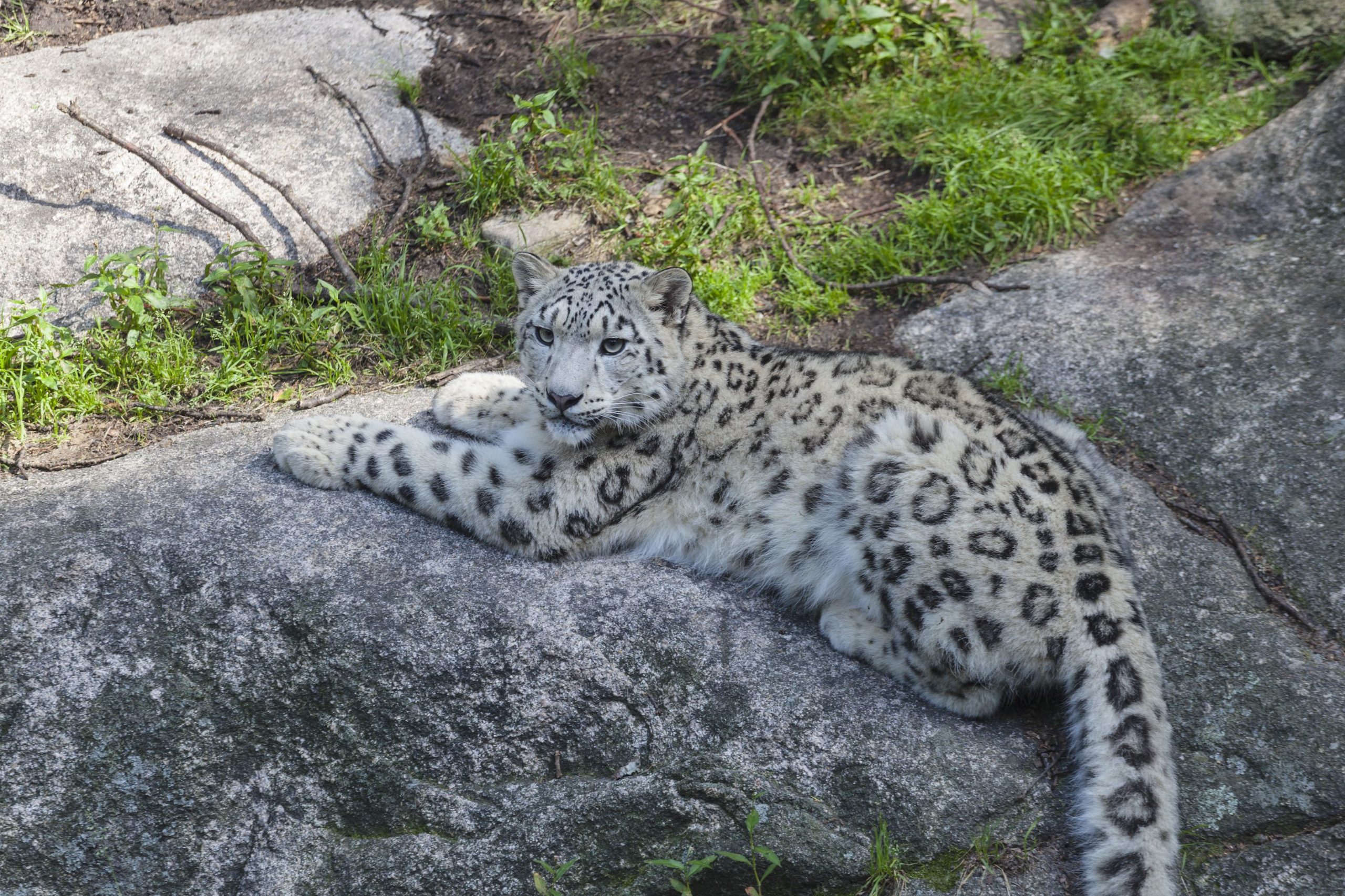 スノーヒョウのベッティナは、スノーヒョウ種のサバイバルプランで重要な役割を果たします