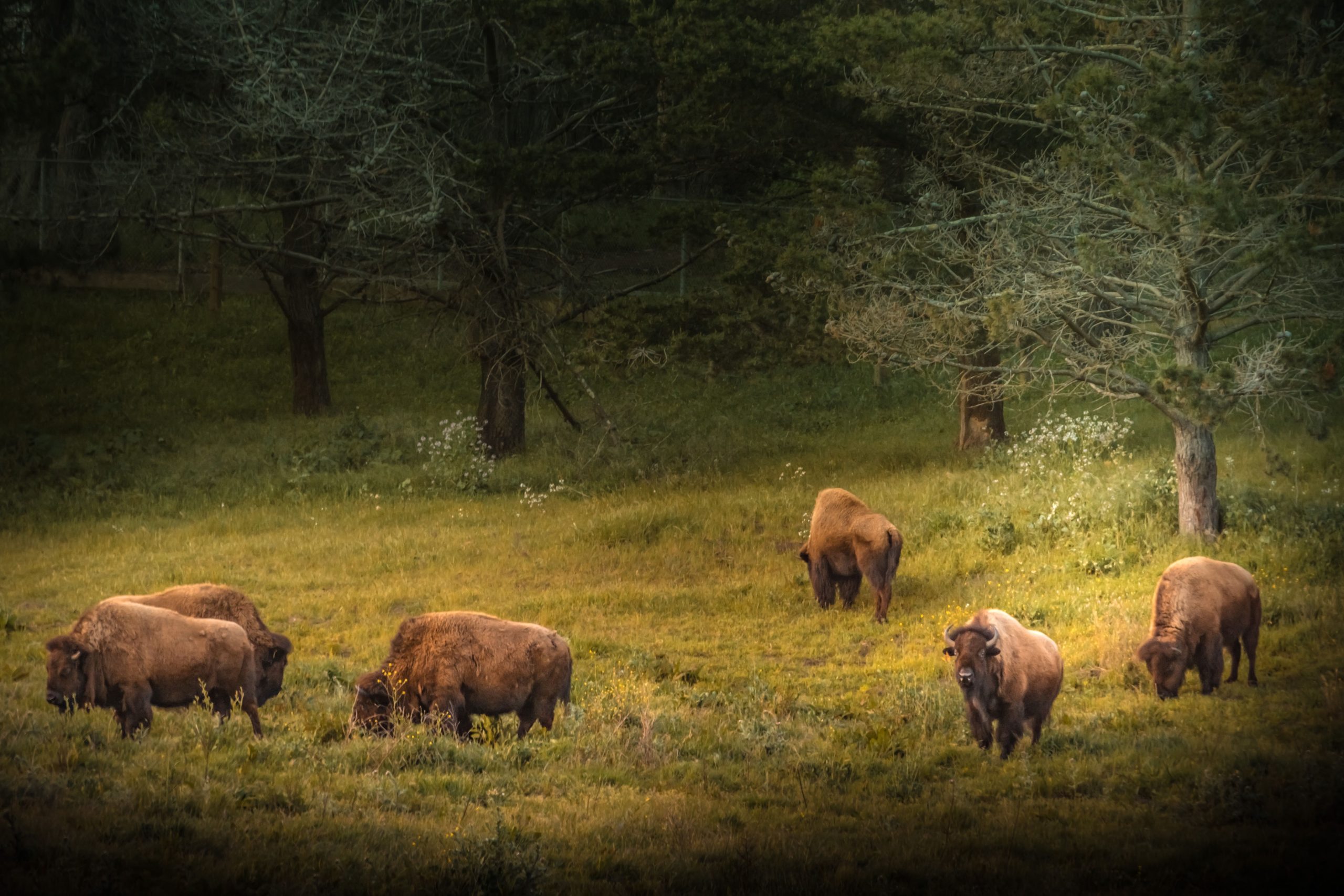 スキップイエローストーン：この驚くべき私たちの街には、ダウンタウンの近くにバイソンがあります