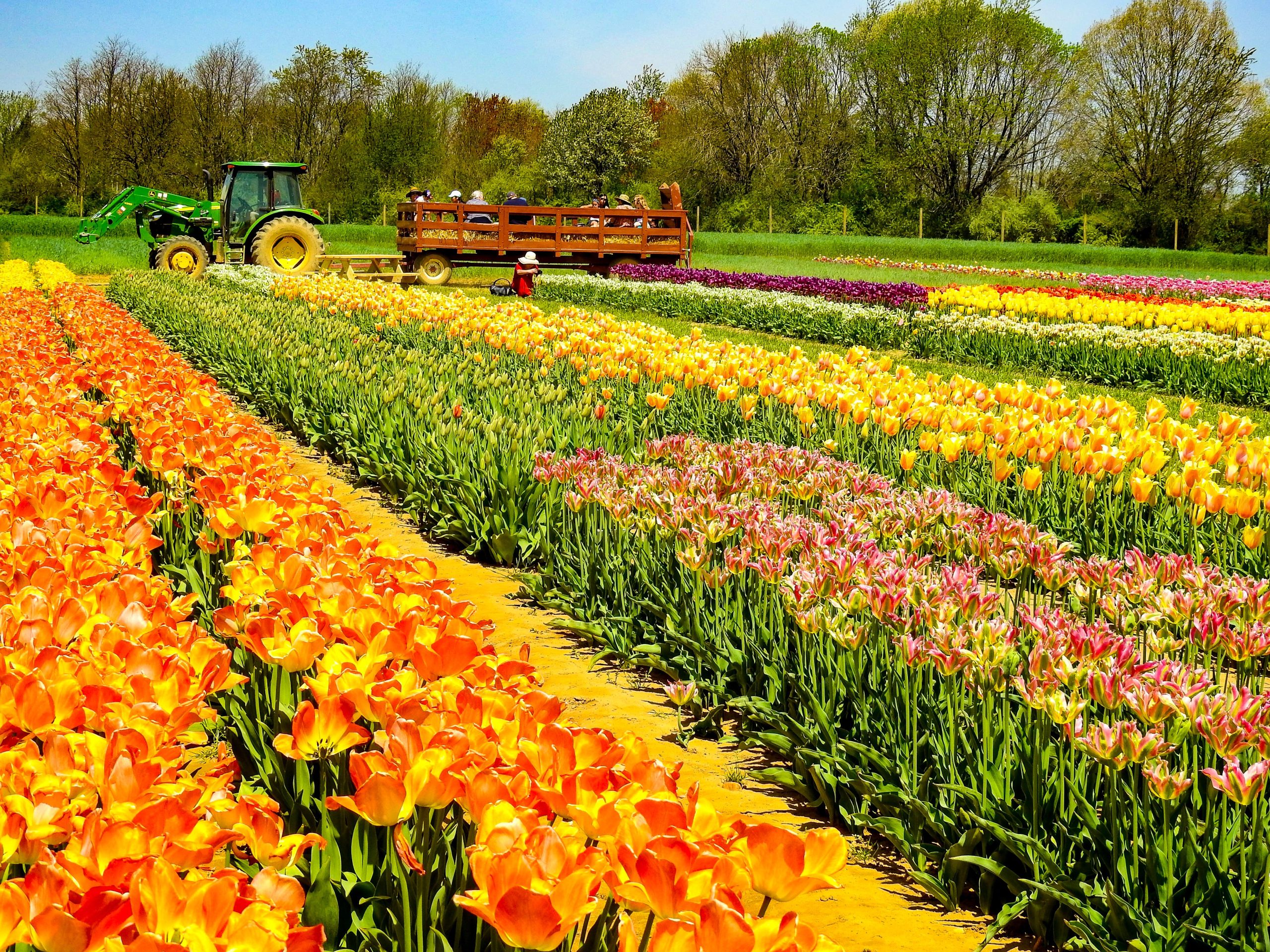 ニュージャージー州には、オランダのチューリップシーズンのオランダのように感じる「ミニホランド」があります