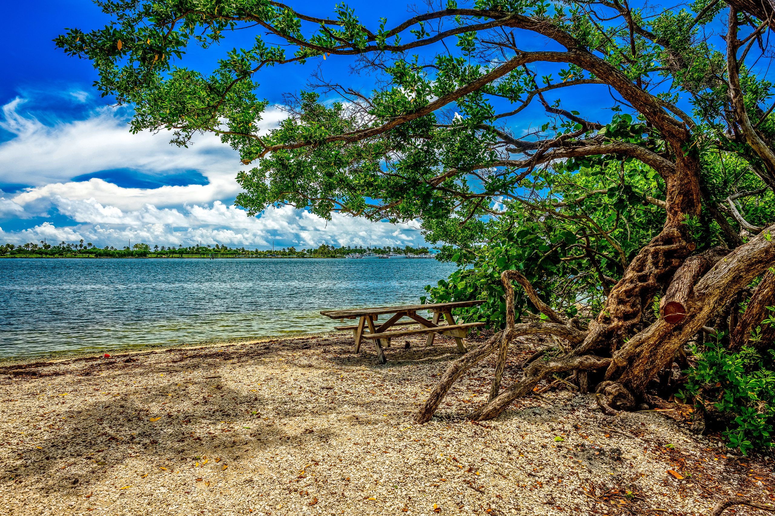 カリブ海のようなビーチを備えたこの小さな「エバーグレーズ」は、フロリダ最大の都市公園です