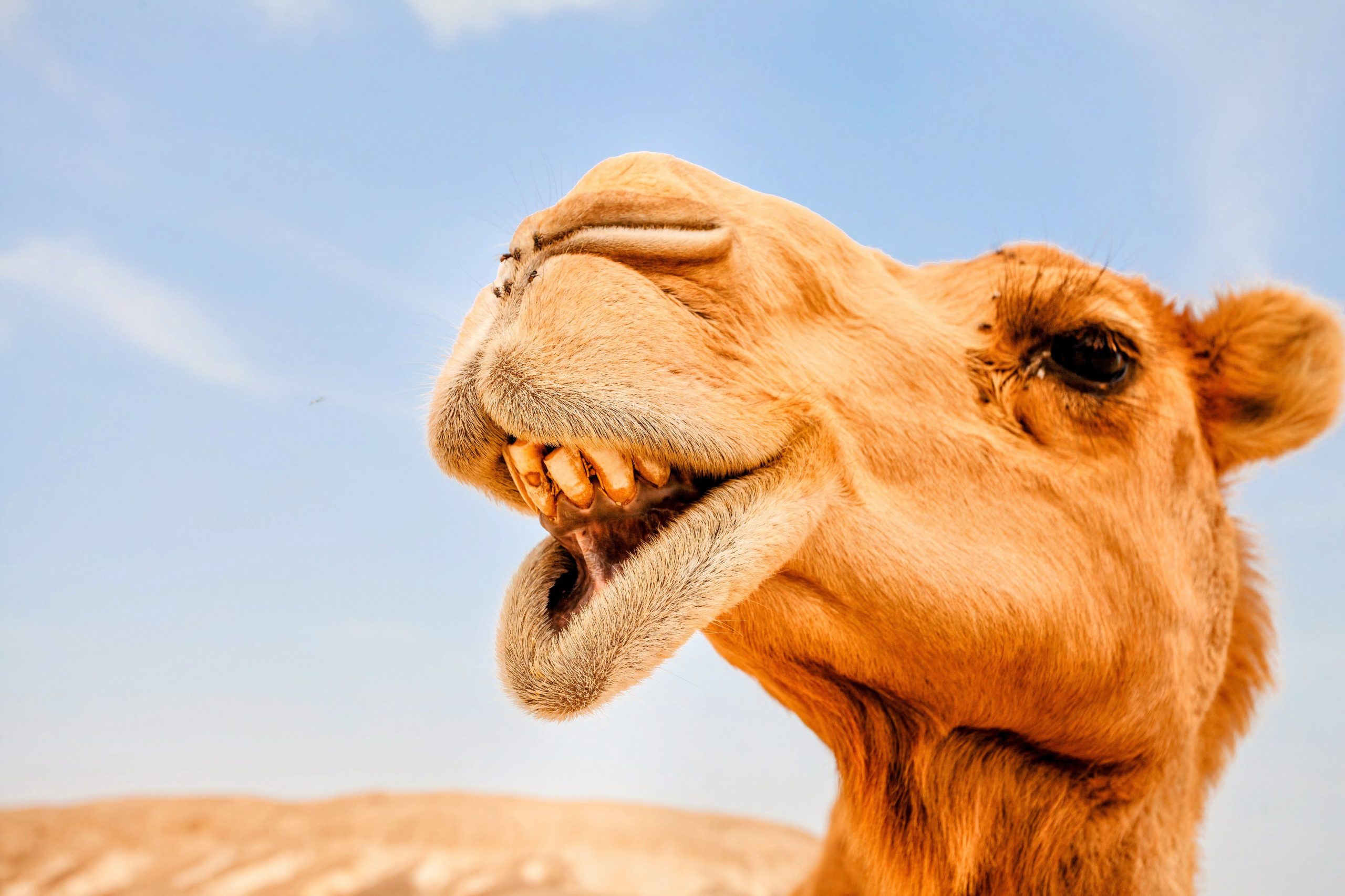 野生のラクダの群れは、この予期せぬ国を歩き回ります