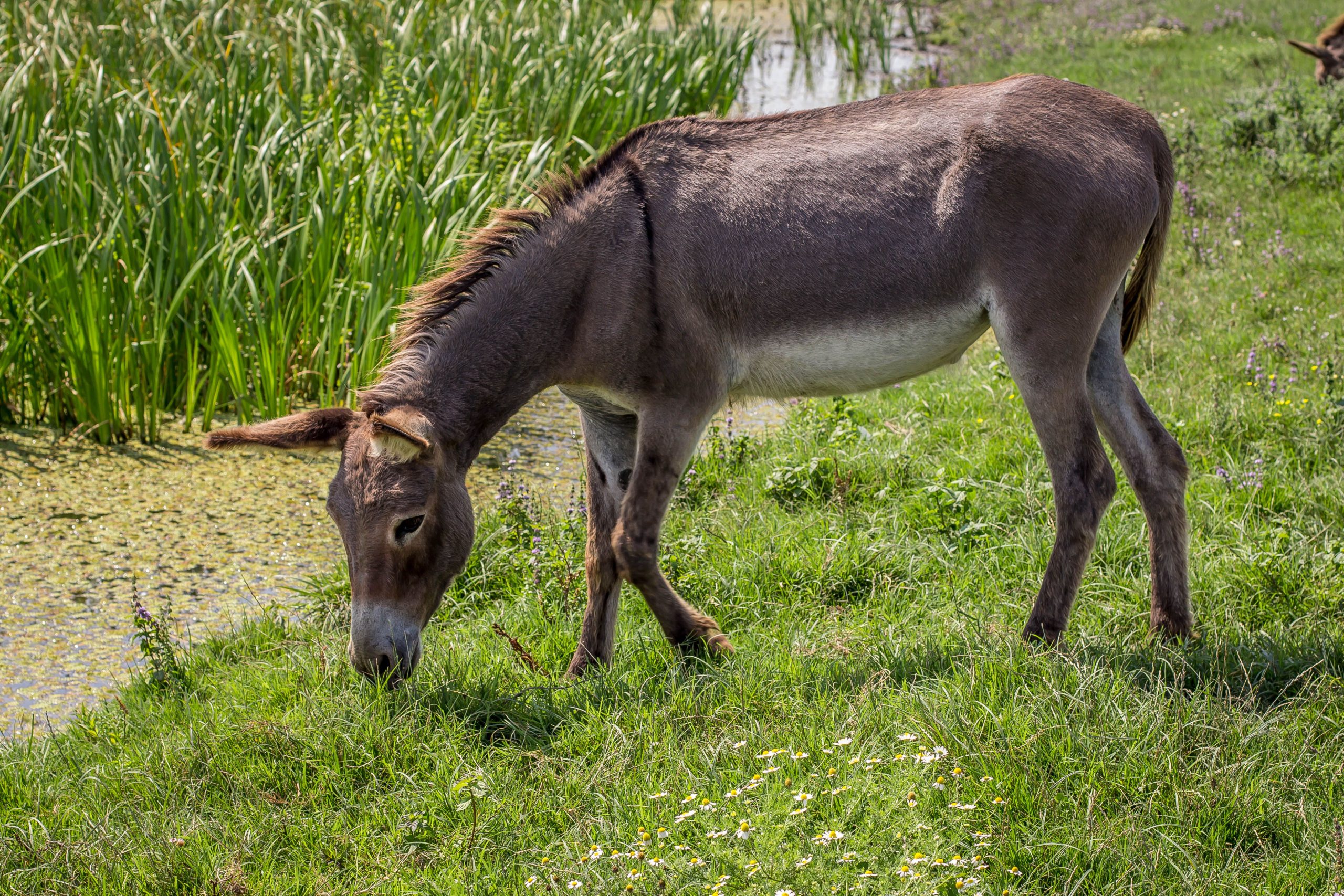 ロバは世界で最も高価なチーズを作ります