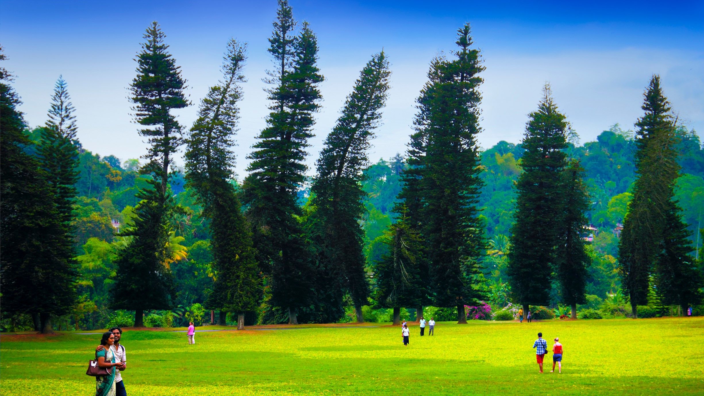 世界で最も奇妙な木は常に同じ方向に傾いています（＆科学者は彼らが指摘したことを発見しました）