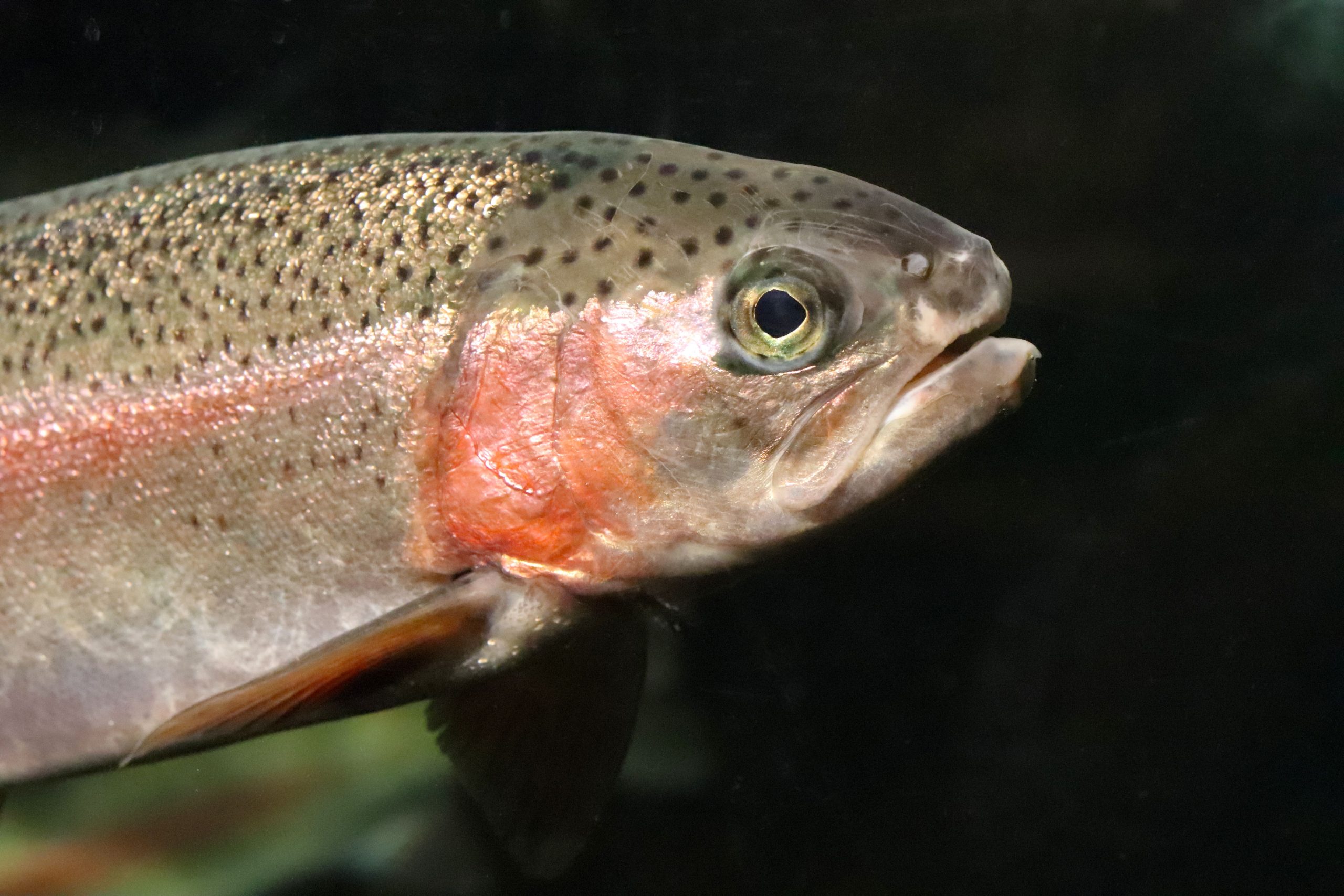 救助者は絶滅危species種をLA Wildfire Burn Zoneから救うために時計と競争する