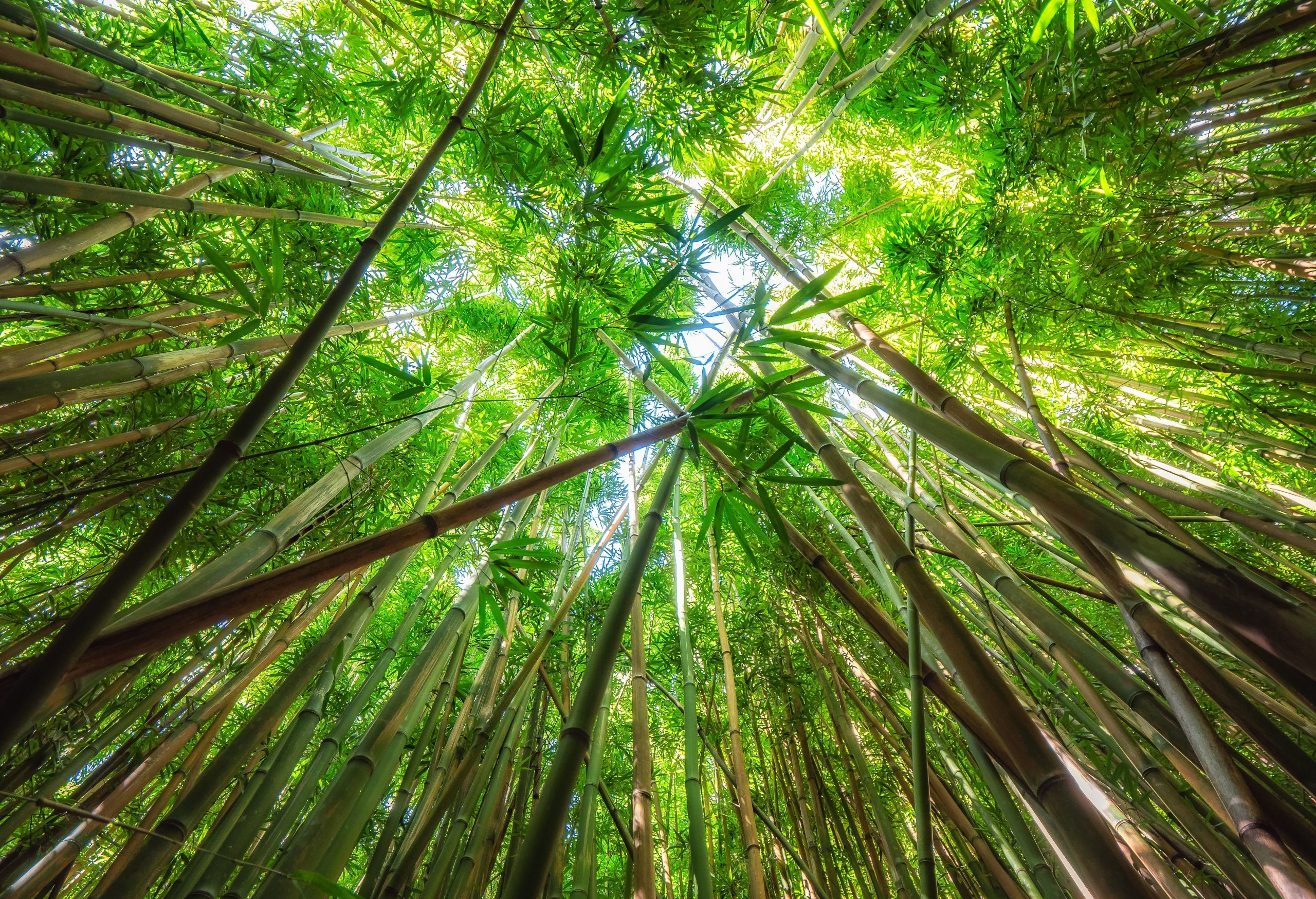 この米国国立公園には、京都にある日本の有名な竹林のように見えます