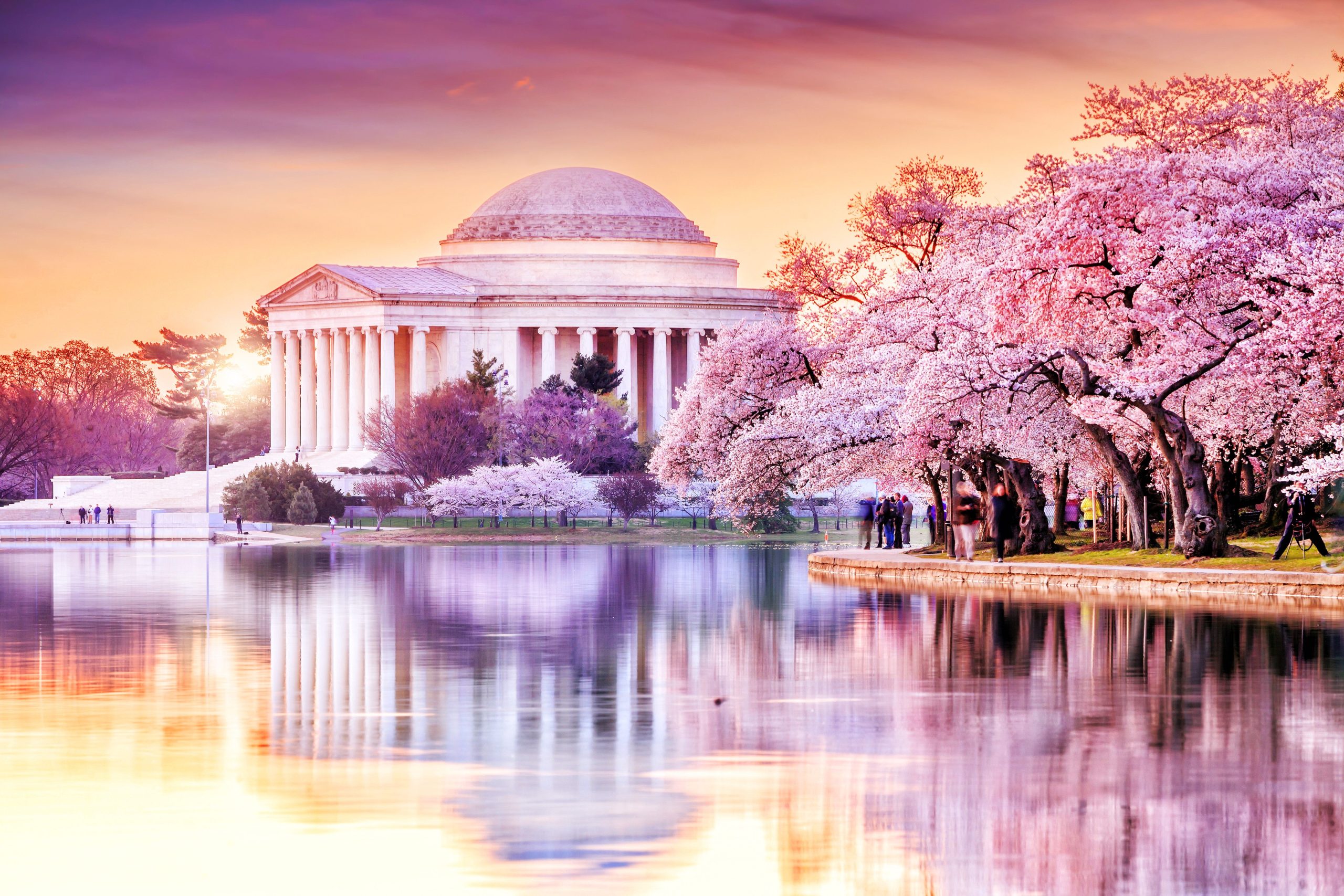 スキップジャパン：「サクラ」シーズンのこの米国の桜の花は同様に素晴らしいです