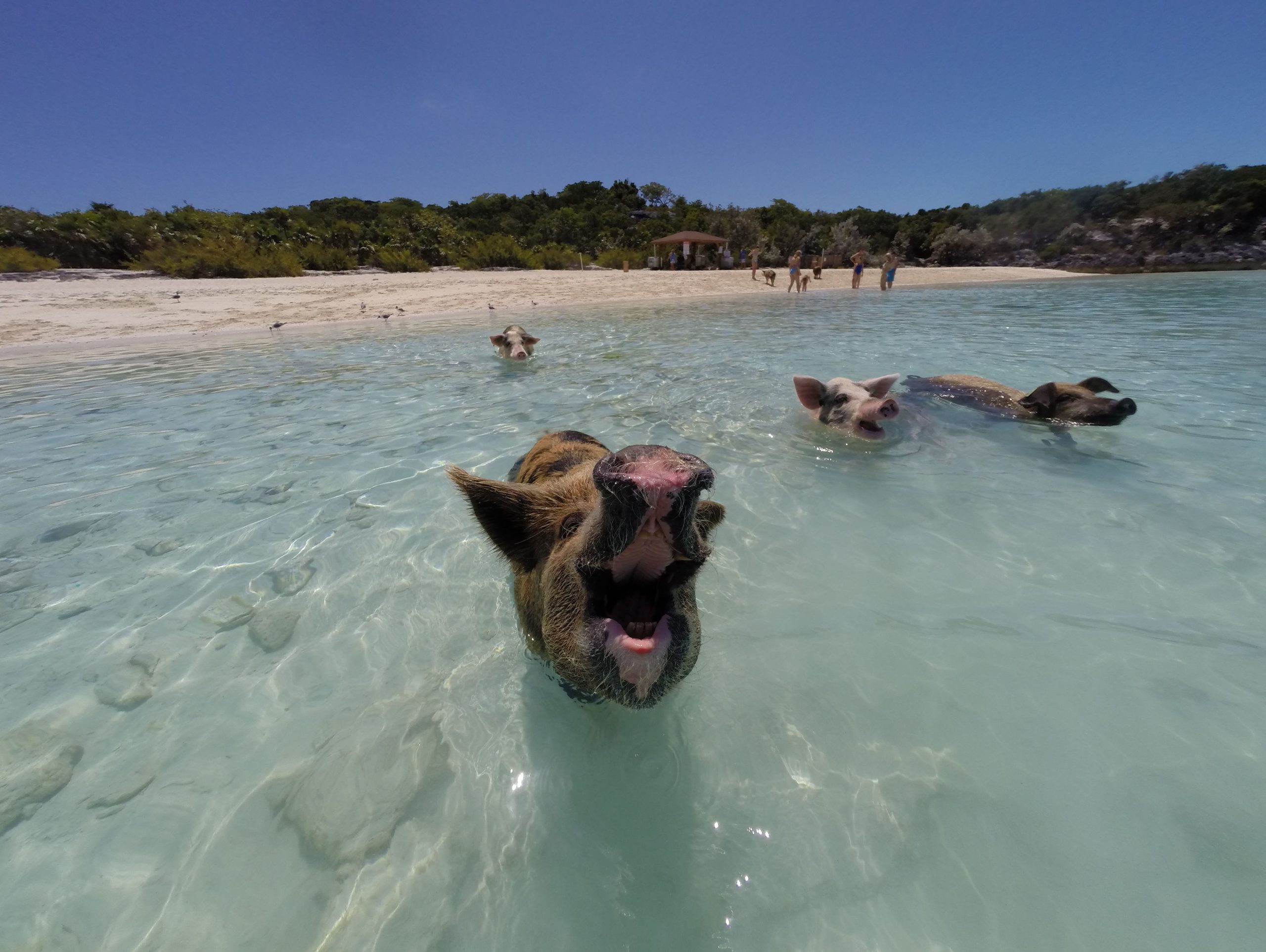 カーニバルクルーズラインのサンケイビーチクラブでの150ドルの「豚水泳」遠足はまだ無関心だと感じているゲストがまだいます