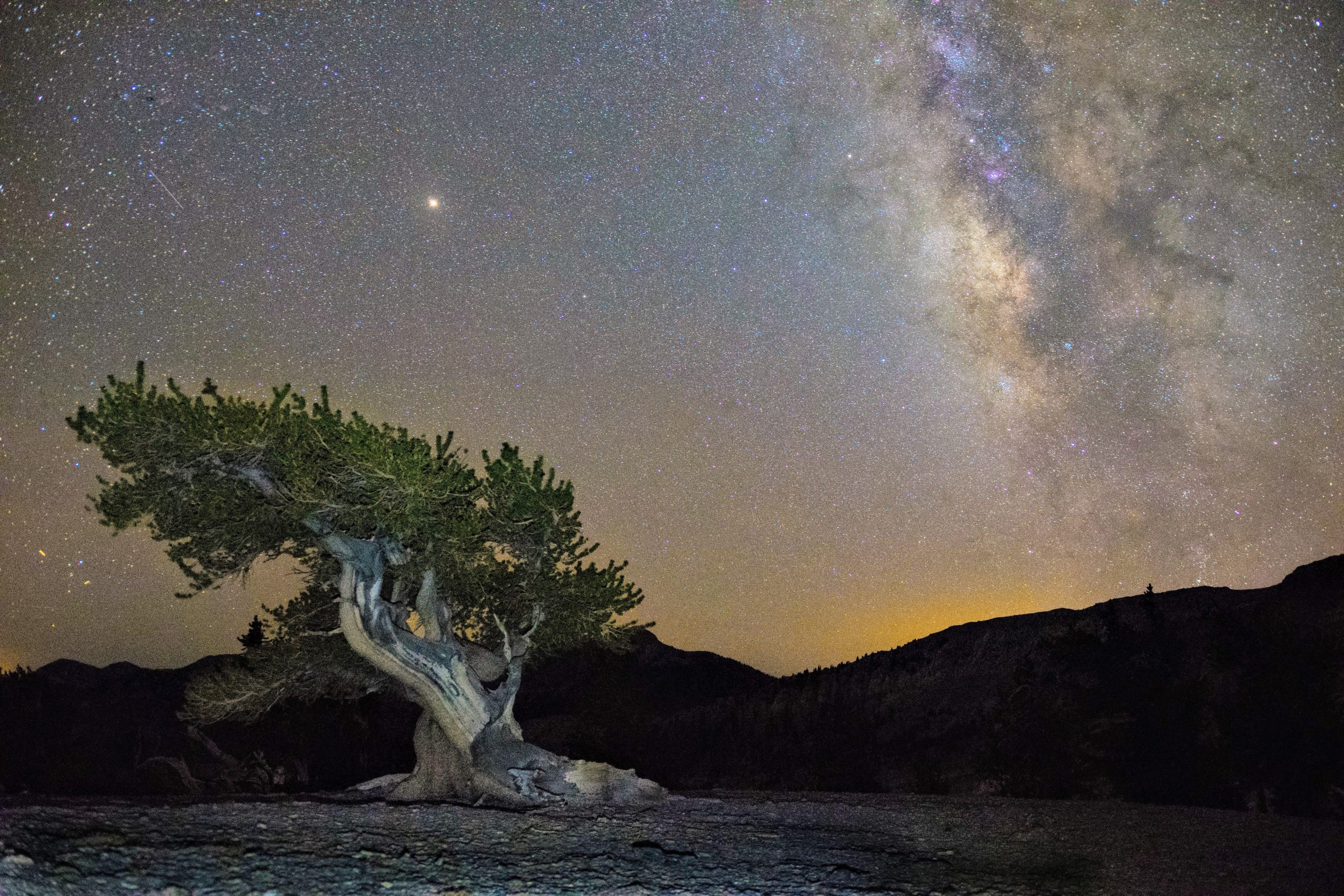 カリフォルニアのセコイアとレッドウッドのスキップ：別の州のこの国立公園にもアメリカ最古の木があります