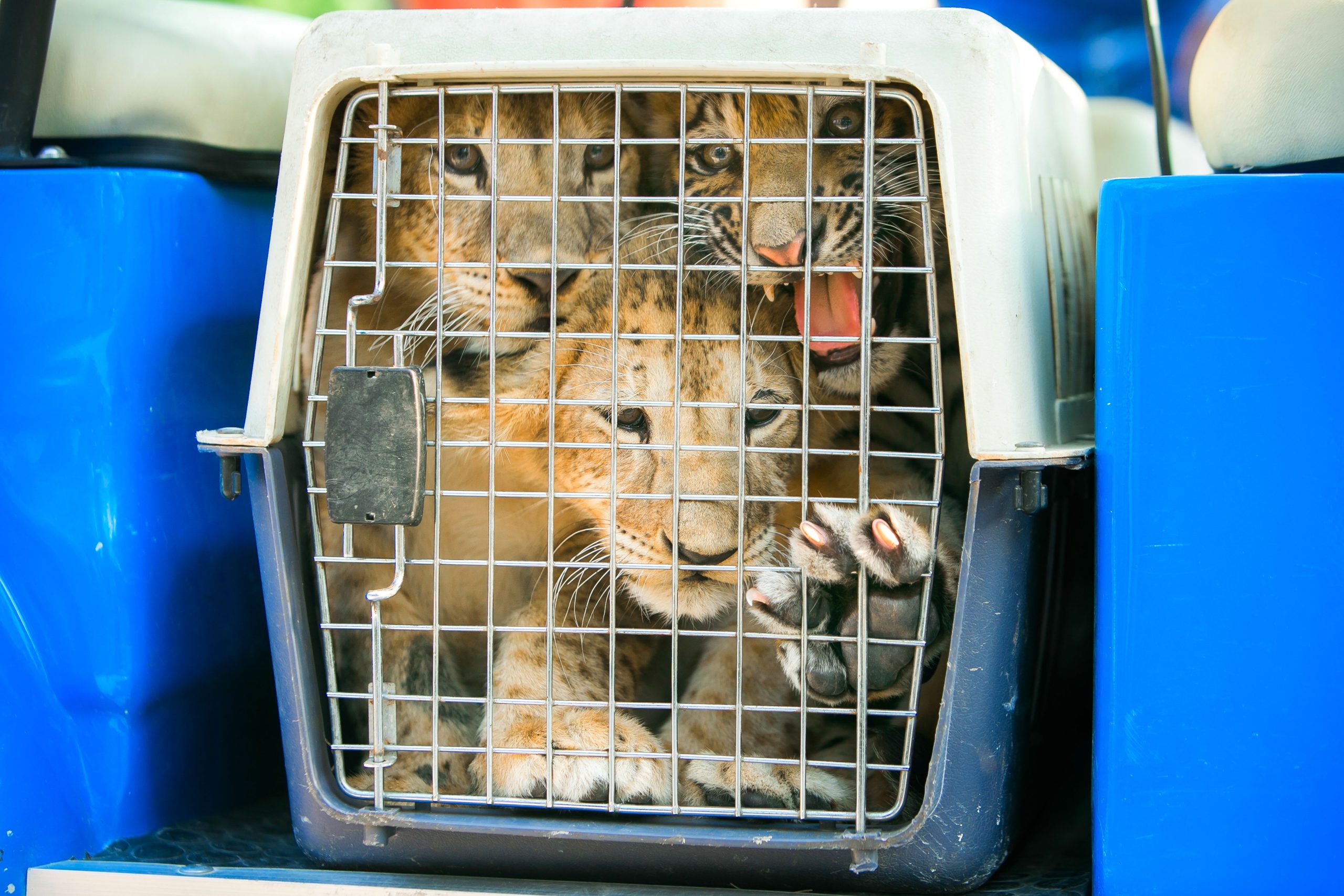 210億ドルの世界的なバストの間、Thunder 2024作戦