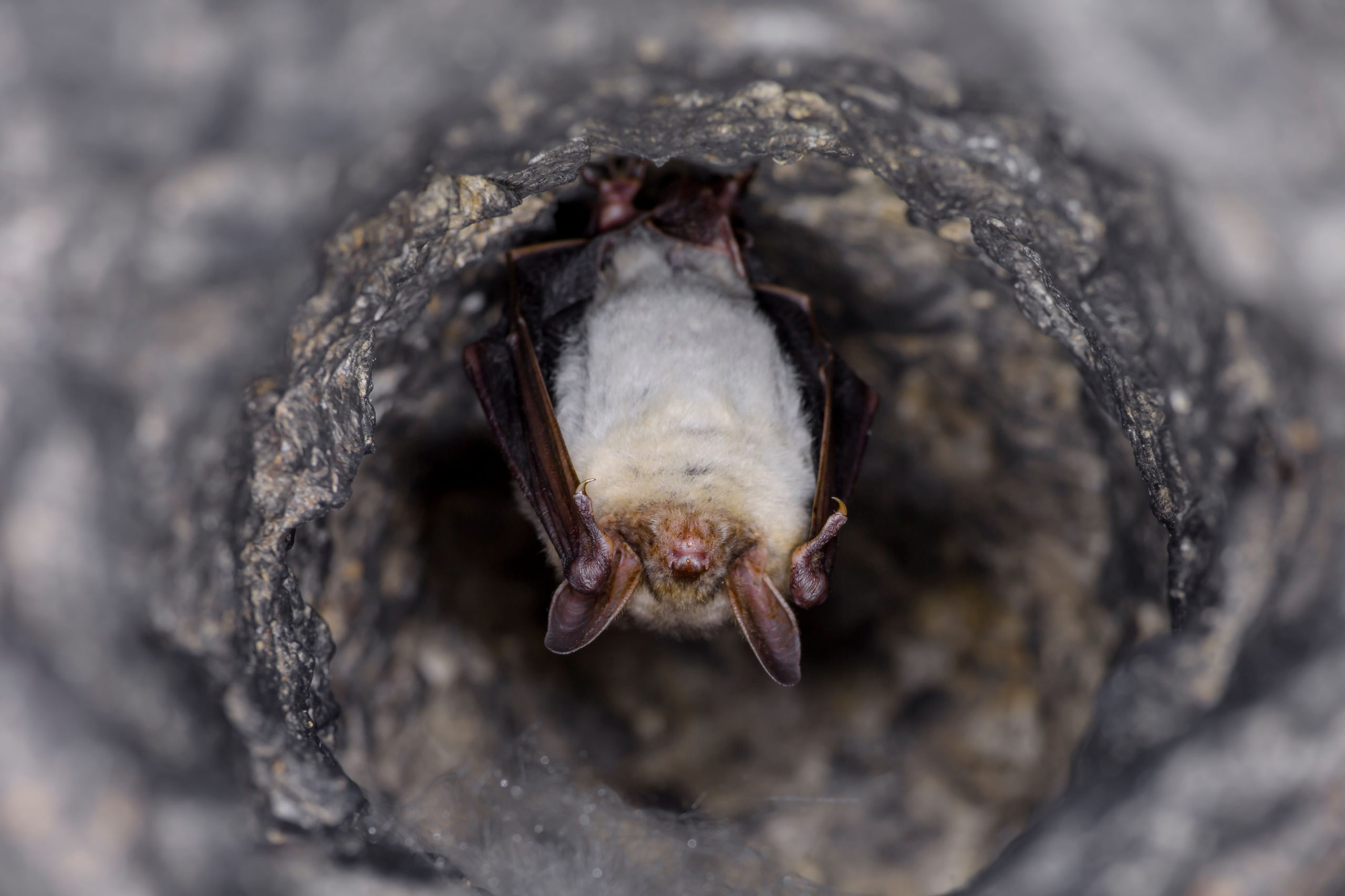 1980年代以来、イギリスの最も孤独な哺乳類はようやく再浮上