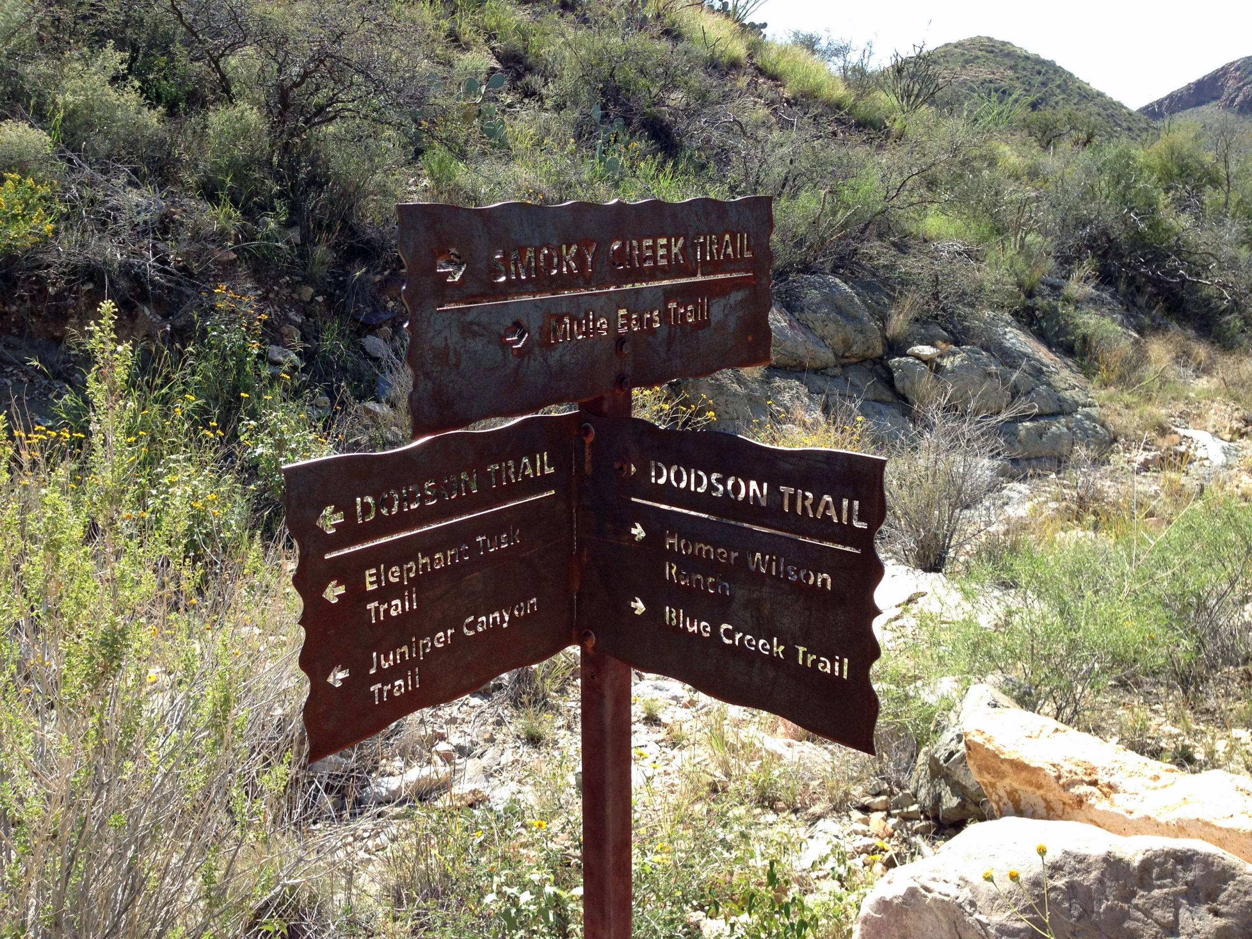 ビッグベンド国立公園の問題は、スピリッツとのコミュニケーションに使用される危険な「幻覚剤」植物を警告しています