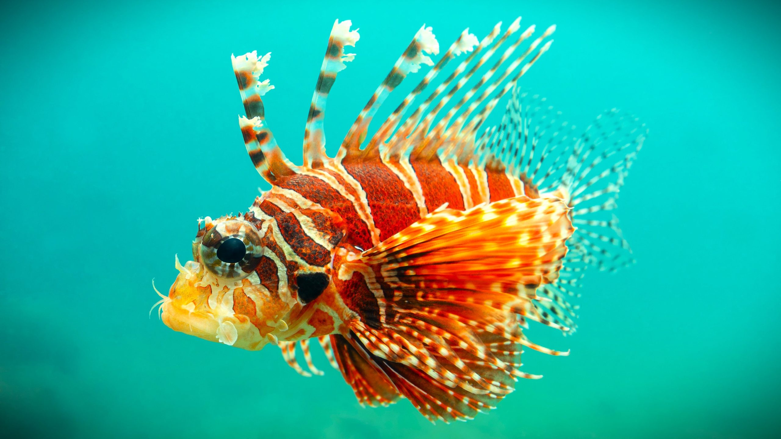 サメだけではありません：アメリカのビーチから見つかった10の最も危険な生き物