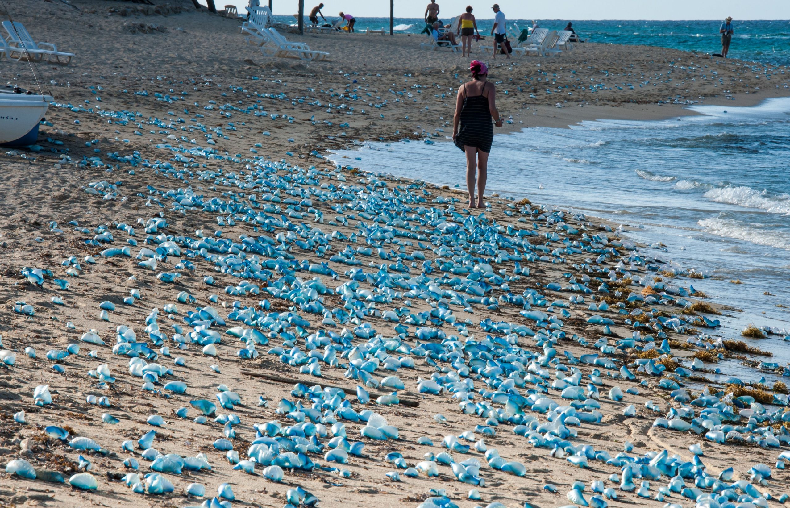 Quintana Rooの役人は、リビエラマヤウォーターズのポルトガル人オワールをめぐる警告を発します