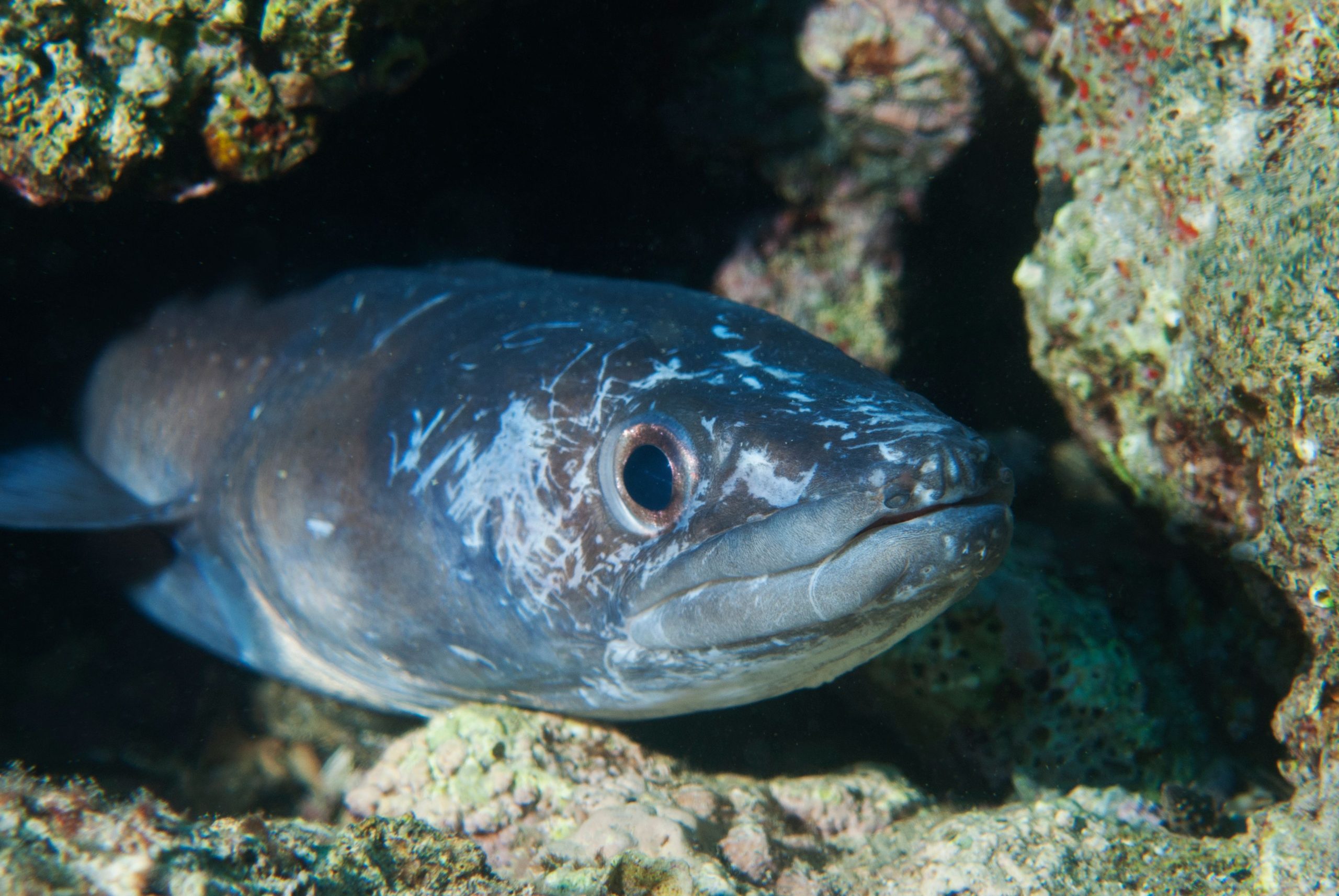 漁師が「死のリーフ」を心配している理由