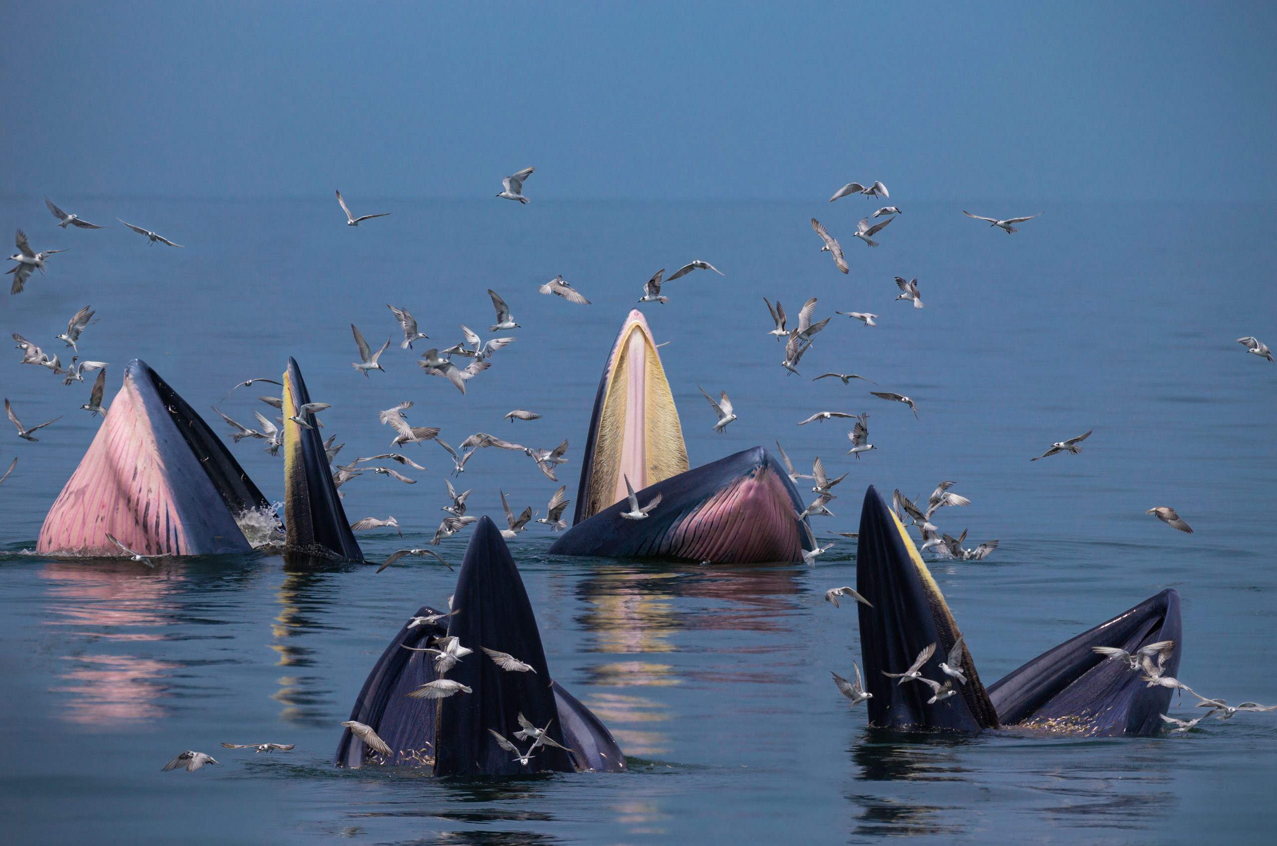 AIは、科学者がユニークな音を立てるクジラを追跡するのを助けます