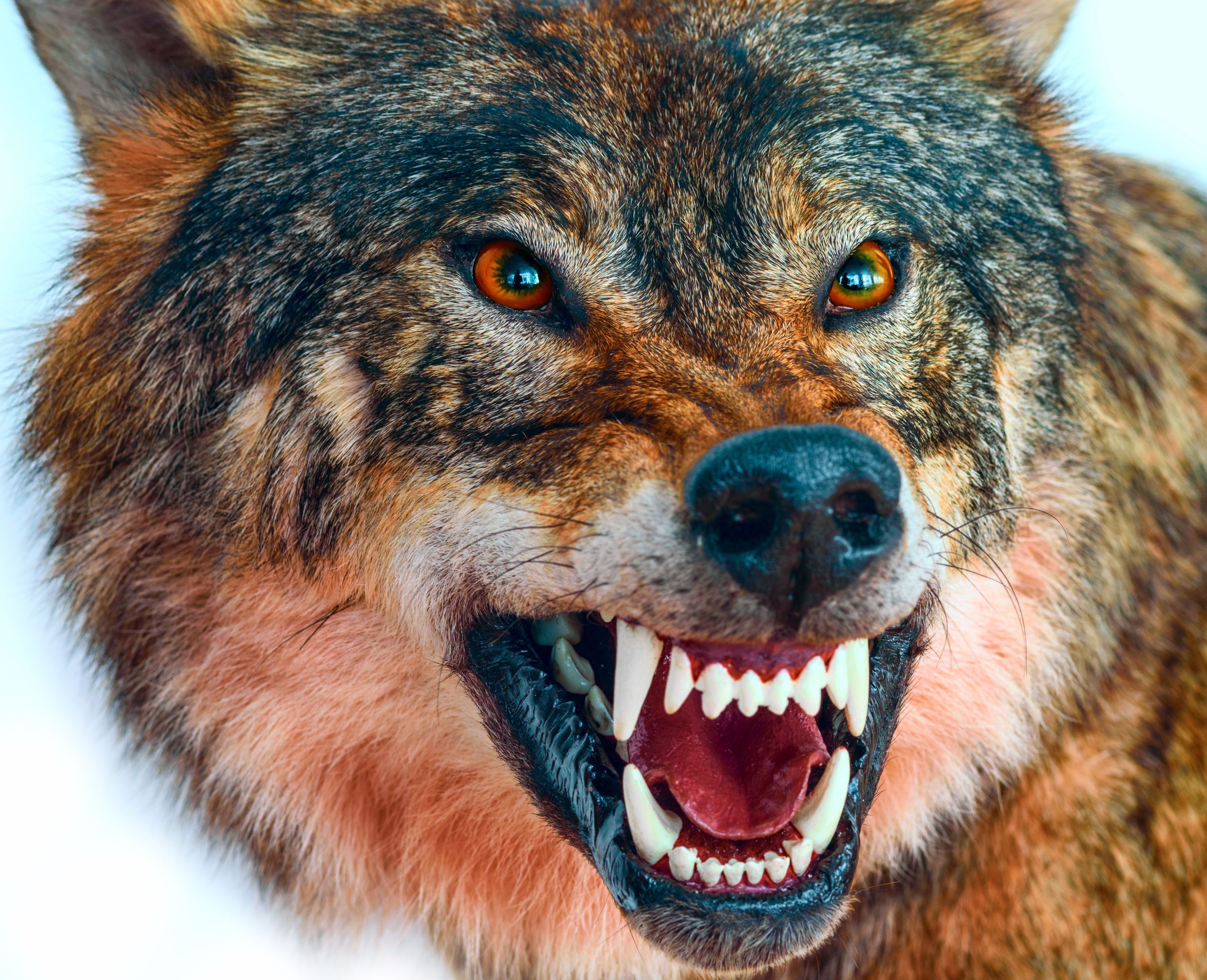 野生動物集団に存在する狂犬病のある10の国立公園