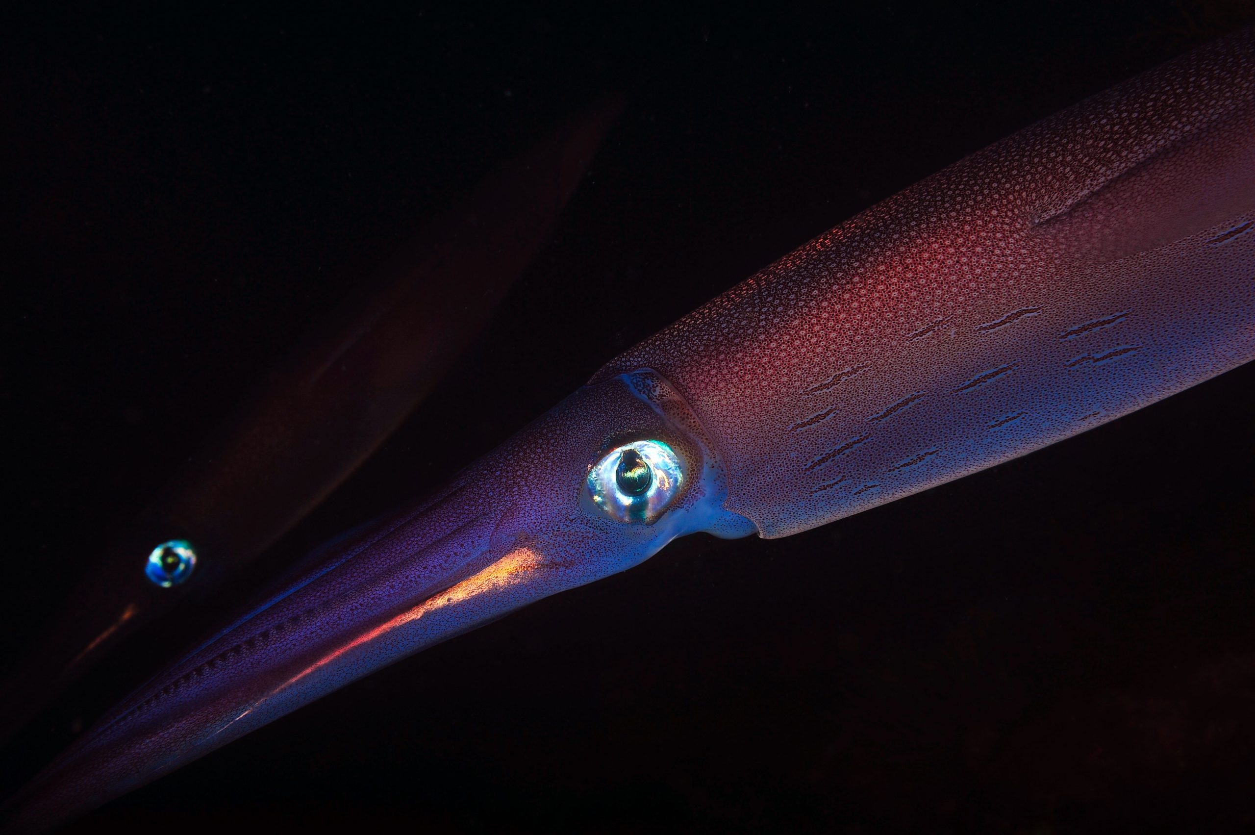 巨大な海の怪物が撮影されたばかりで、深いものに信じられないものを運んでいます