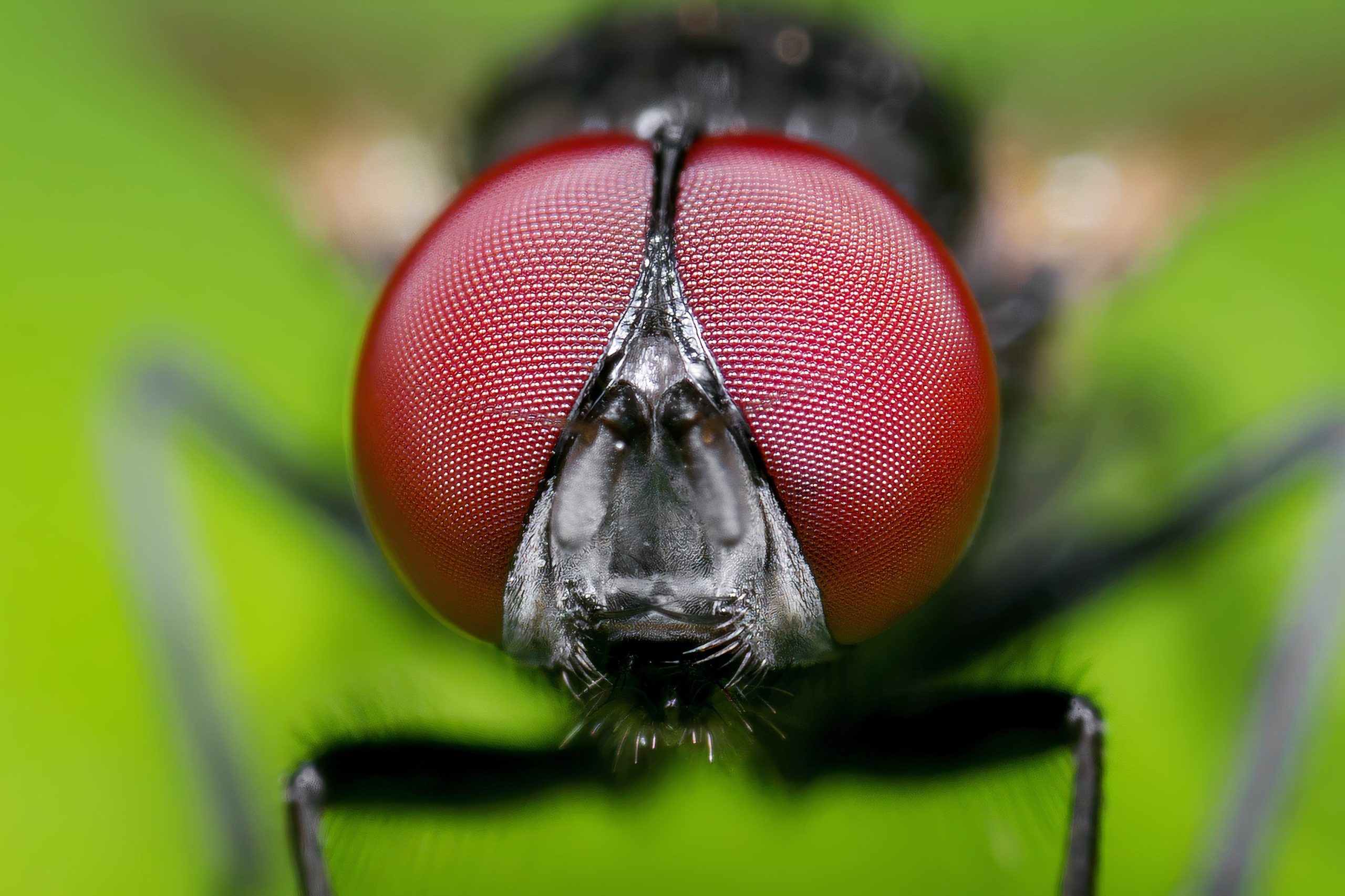 この奇妙な虫がその尻に顔の「マスク」を着る理由