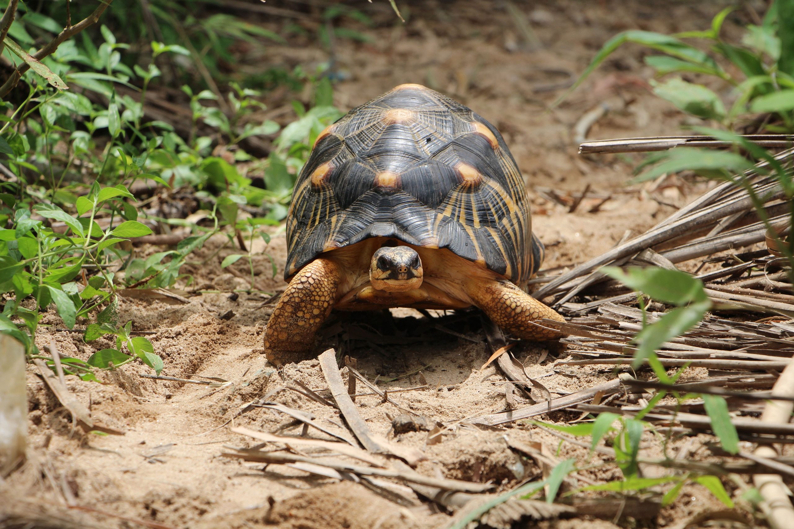 マダガスカルコミュニティは、サイクロンディケレドによって破壊された後、危険にさらされた種を救助します