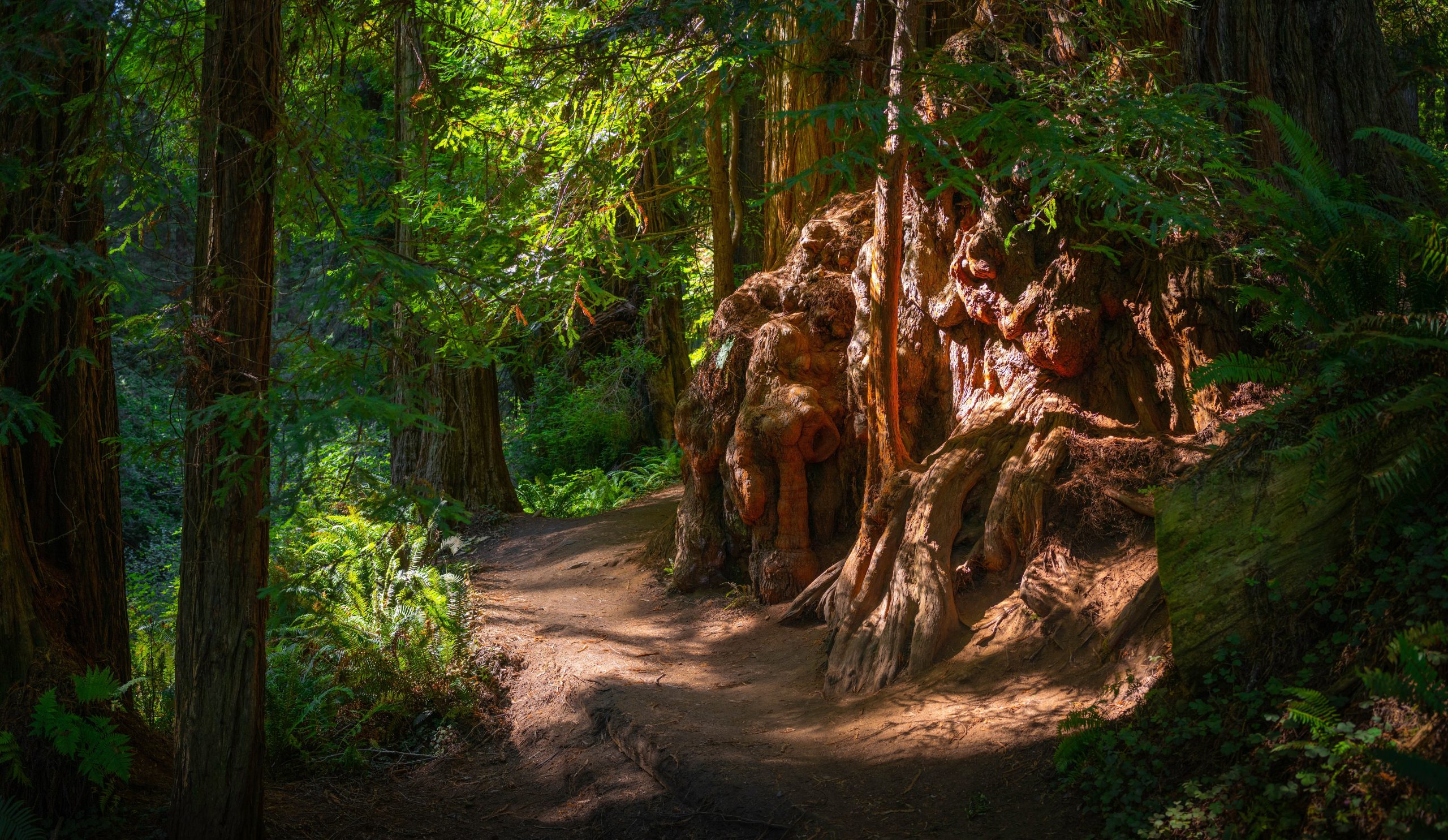 レッドウッド国立公園でこれらの生き物に出会うときは注意してください