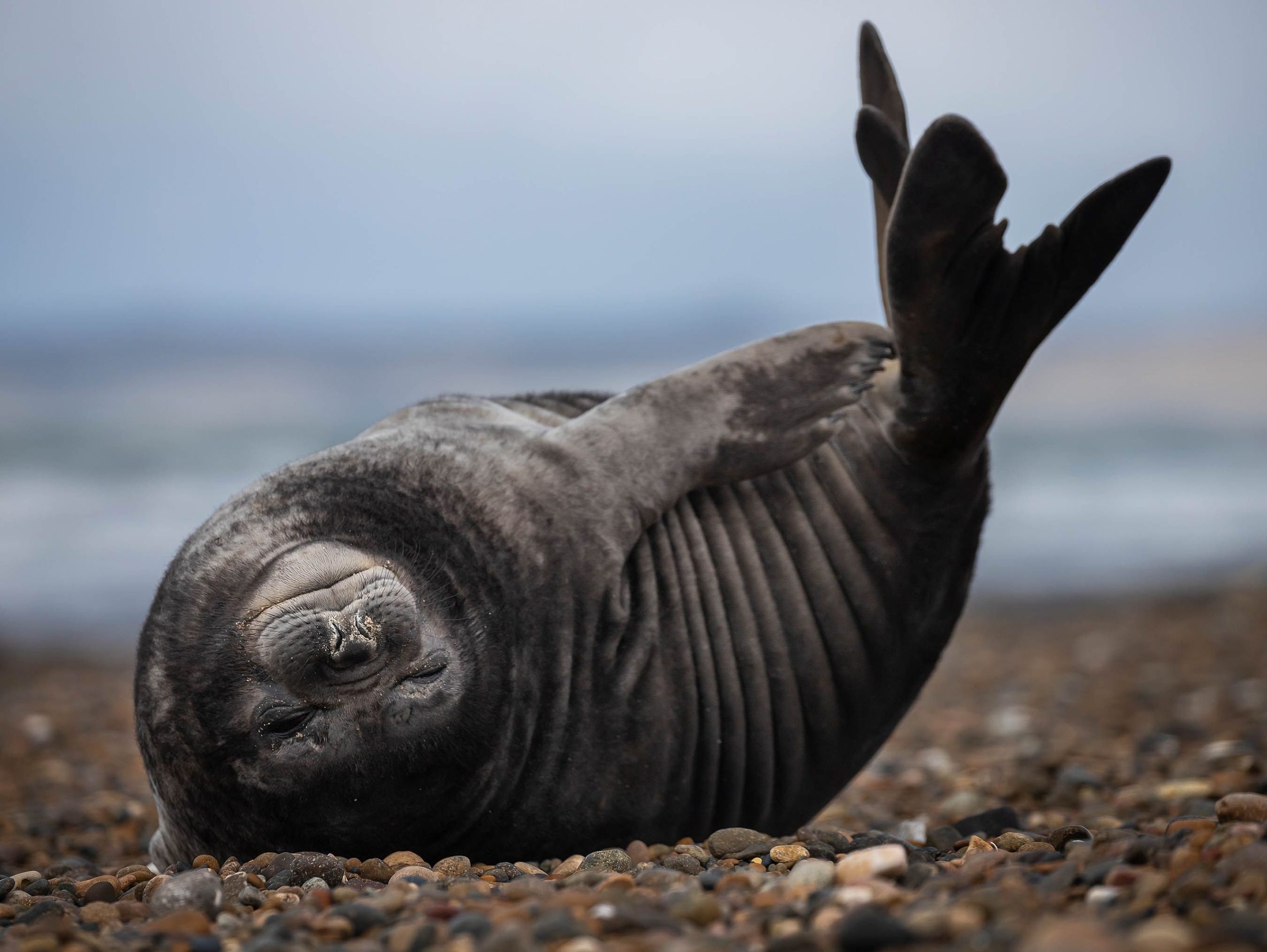 カリフォルニア州サンルイスオビスポ郡で発見された捨てられた象シールの子犬