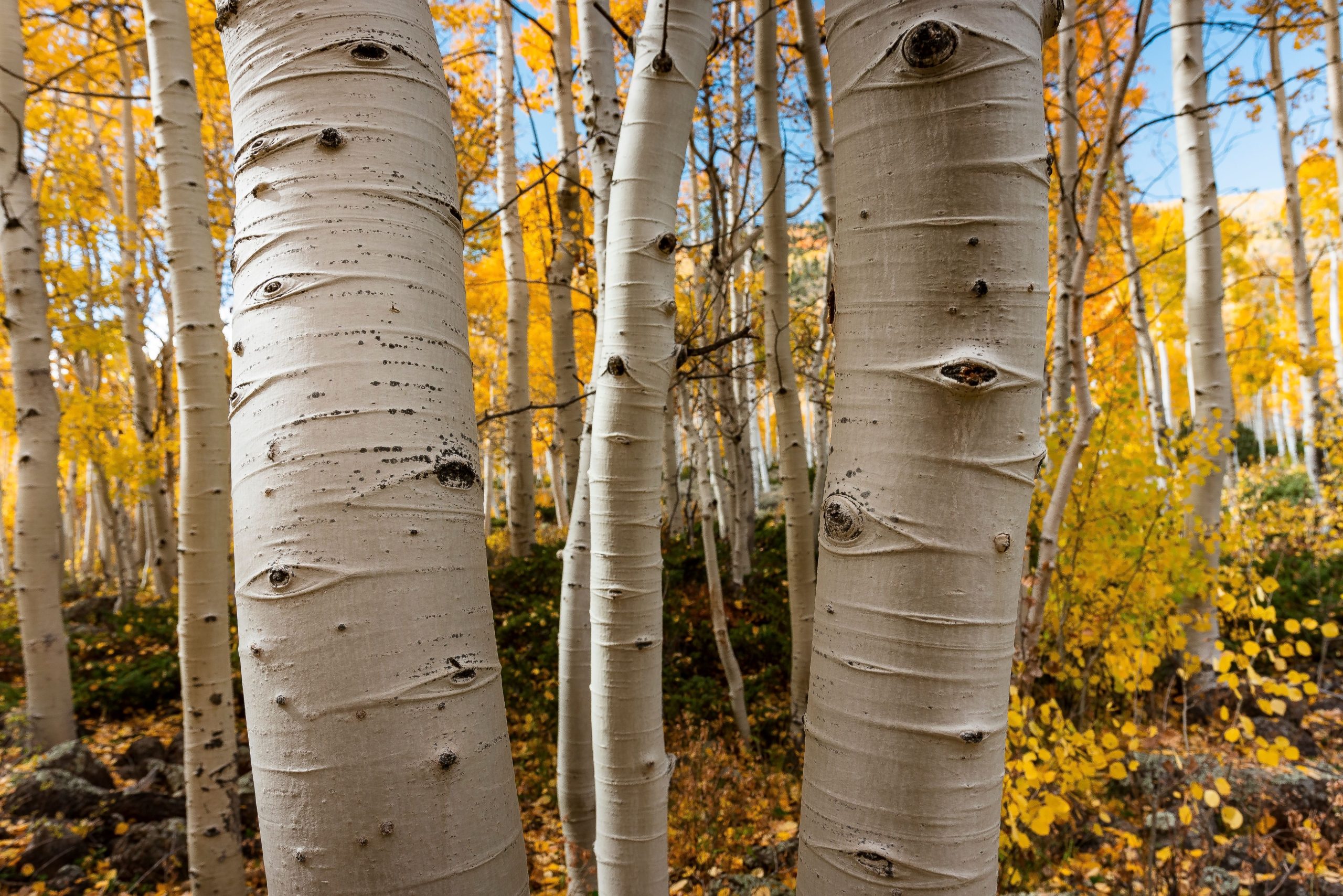 ユタ州には地球上で最も古い生き物の1つがあります