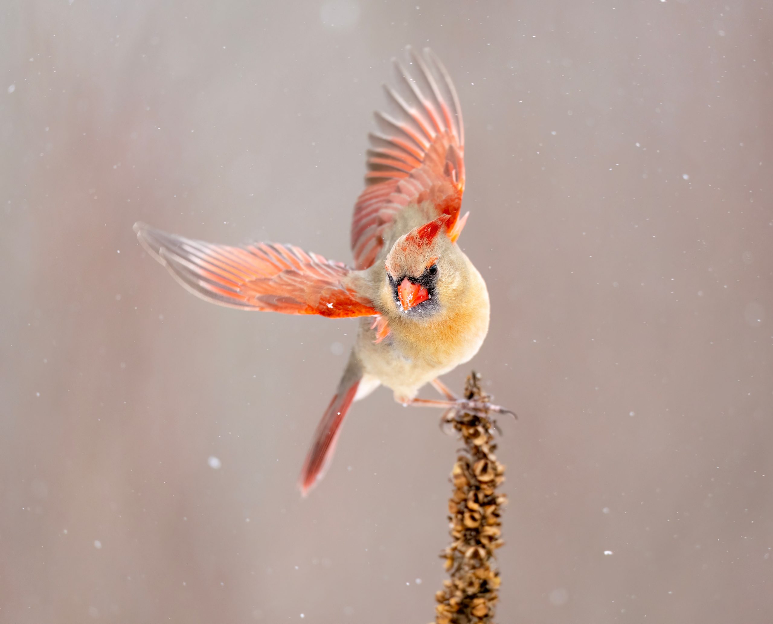 本物の「怒っている鳥」の鳥は米国で発見されています（そして、実際にはかなり怒る可能性があります）